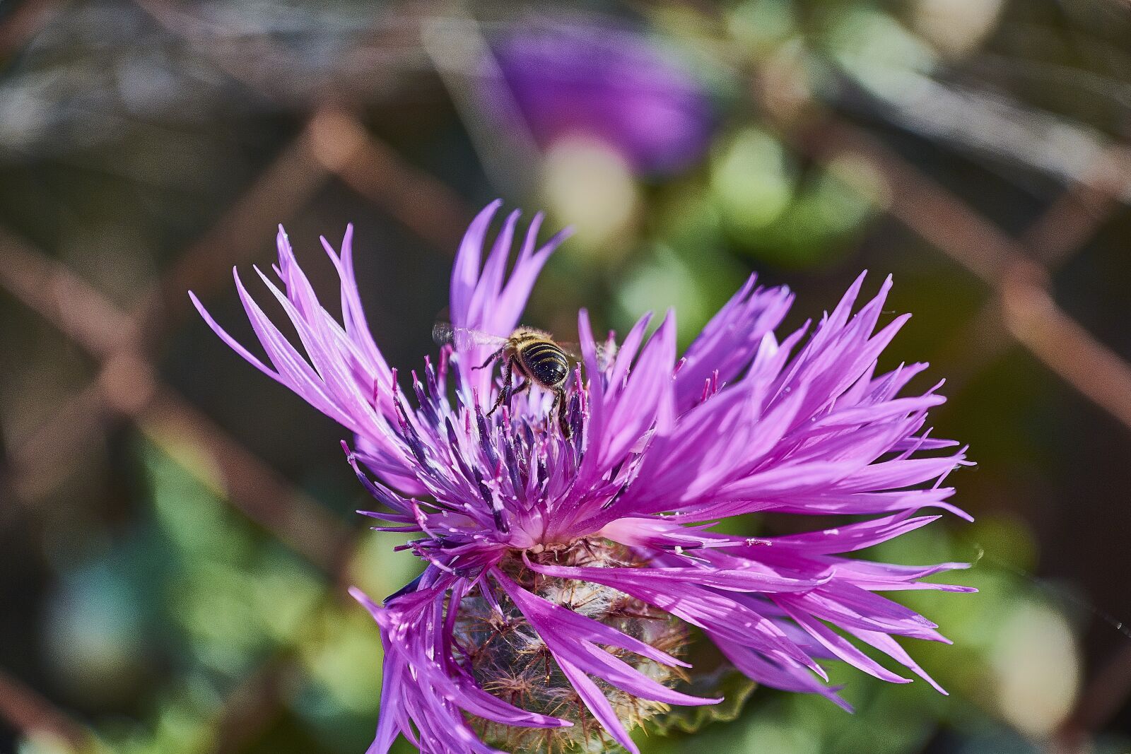 Nikon D7200 sample photo. Leaves, garden, bee photography