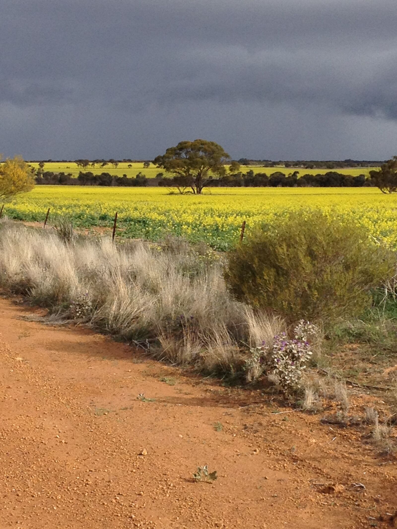 Apple iPhone 4S sample photo. Canola photography