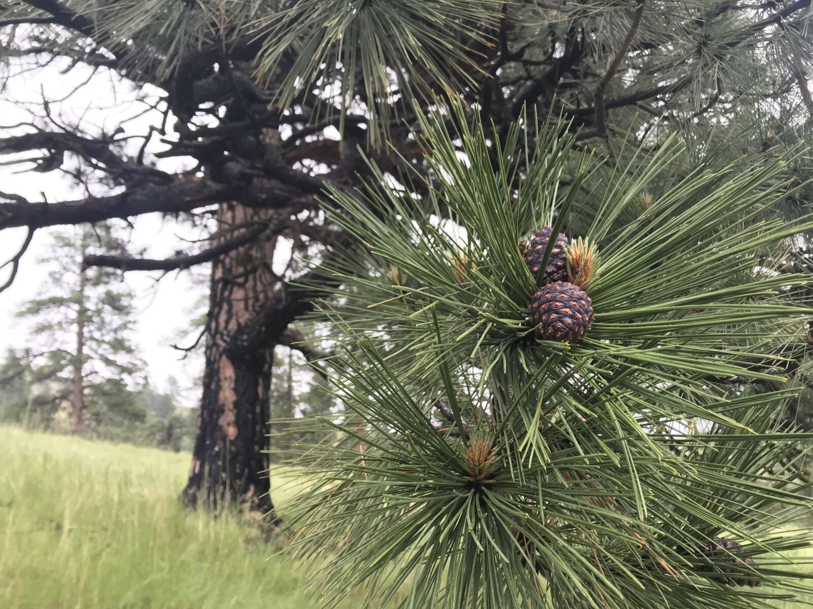 Apple iPhone 7 sample photo. Ponderosa pine, hell's canyon photography