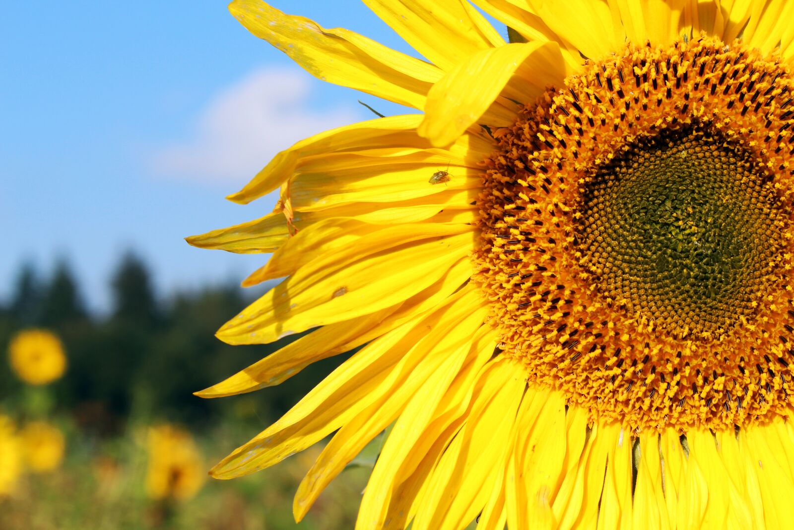 Canon EOS 700D (EOS Rebel T5i / EOS Kiss X7i) sample photo. Sunflower, sunflower field, yellow photography