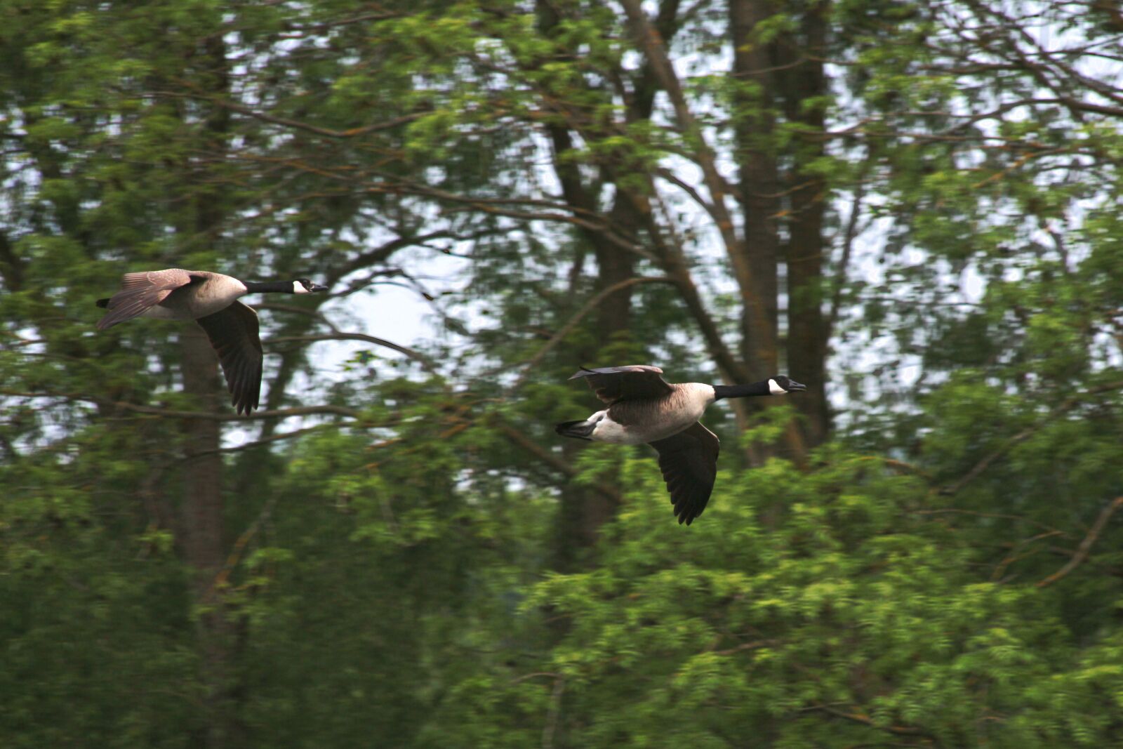 Canon EOS 700D (EOS Rebel T5i / EOS Kiss X7i) sample photo. Goose, bird, duck photography