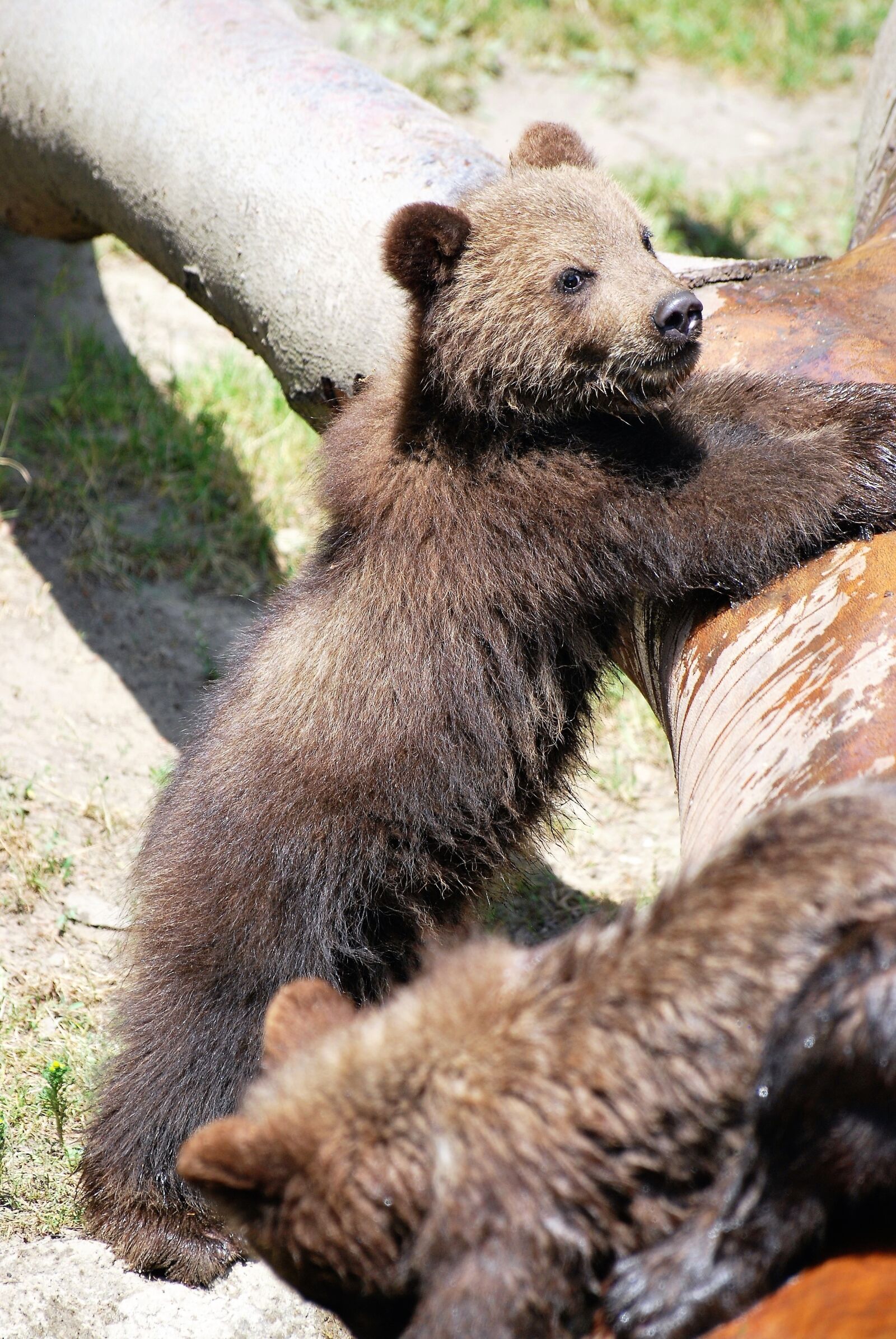 Nikon D60 sample photo. Bear, animal, baby photography