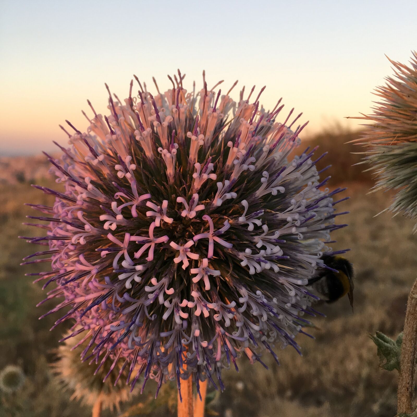 iPhone 6s back camera 4.15mm f/2.2 sample photo. Measurement, nature, vue photography