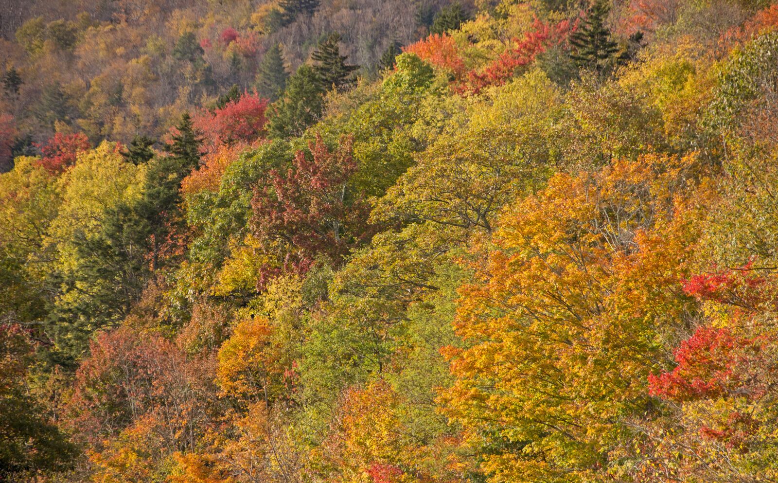 Canon EOS 600D (Rebel EOS T3i / EOS Kiss X5) sample photo. Fall, autumn, trees photography