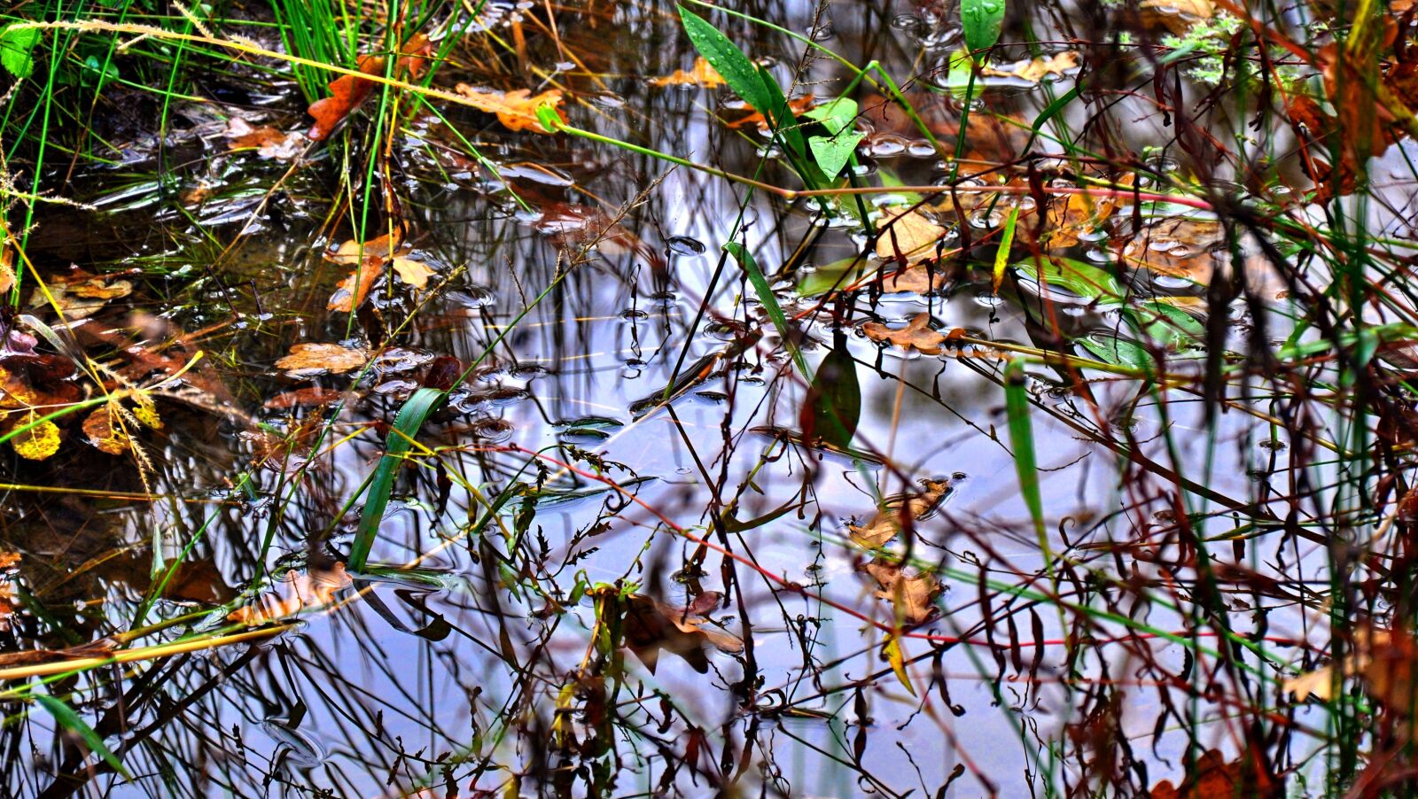 Nikon D90 sample photo. Autumn, forest, nature photography