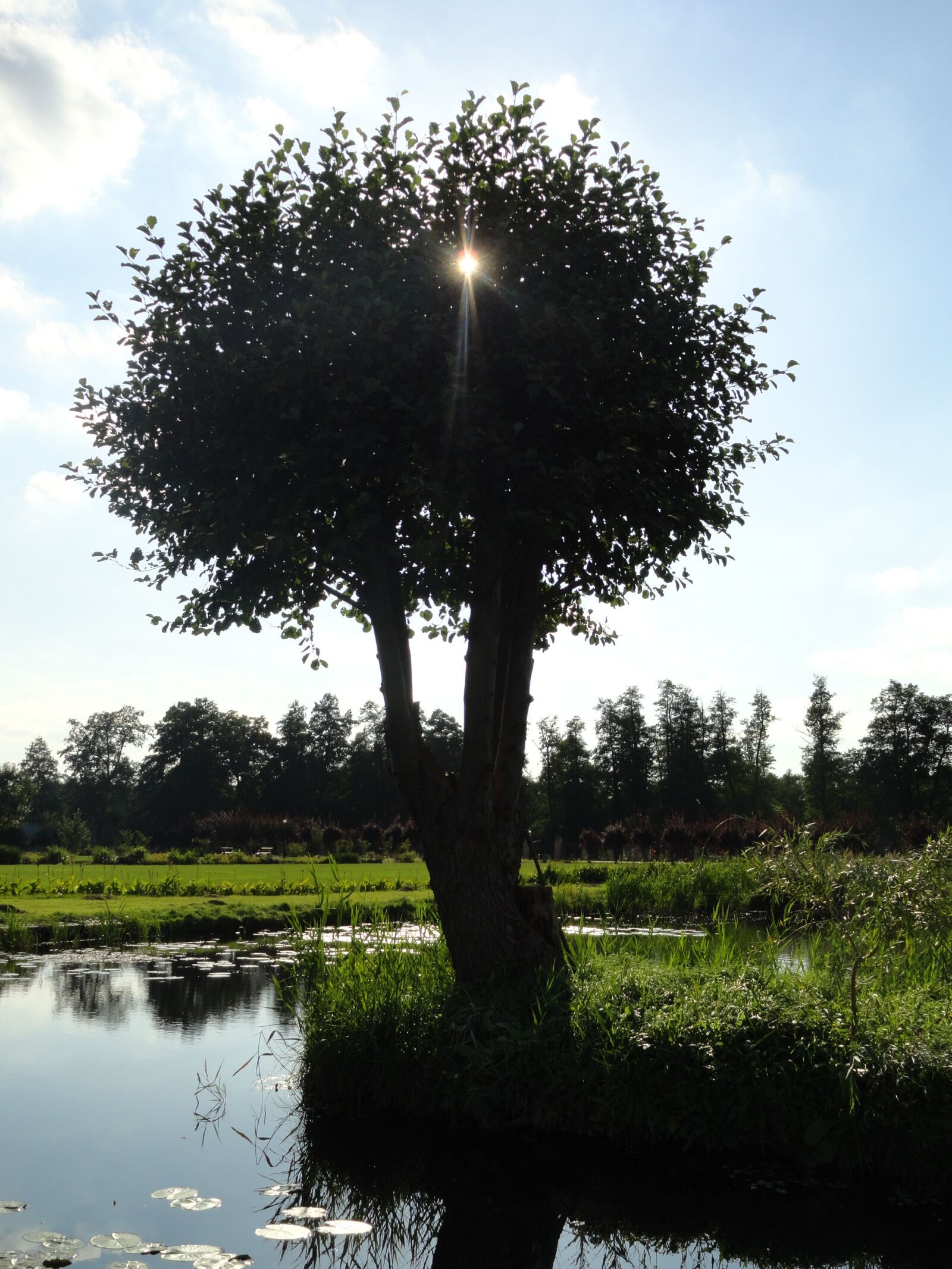 Sony Cyber-shot DSC-H70 sample photo. Tree, the brook, poland photography