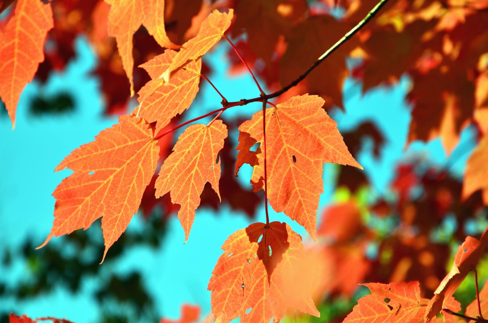 Nikon D5100 sample photo. Leaf, autumn, tree, branch photography