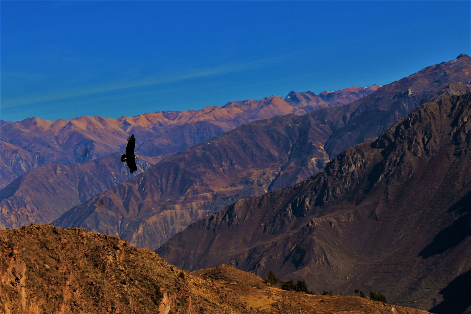 Canon EOS 1200D (EOS Rebel T5 / EOS Kiss X70 / EOS Hi) sample photo. Condor, colca canyon, peru photography