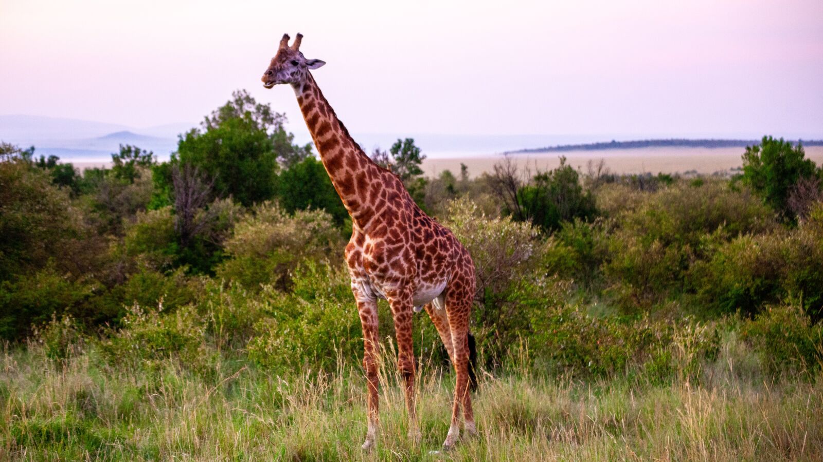 Canon EOS 5D Mark II sample photo. Giraffe, landscape, africa photography