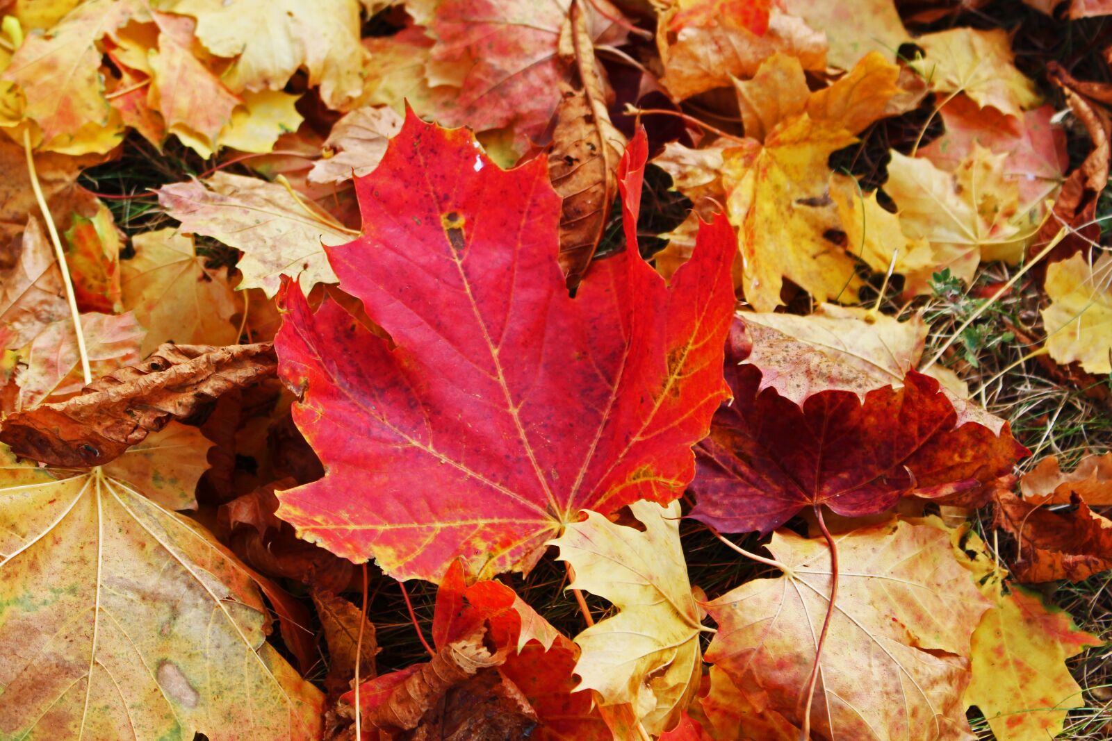 Canon EOS 700D (EOS Rebel T5i / EOS Kiss X7i) sample photo. Fall foliage, maple leaf photography