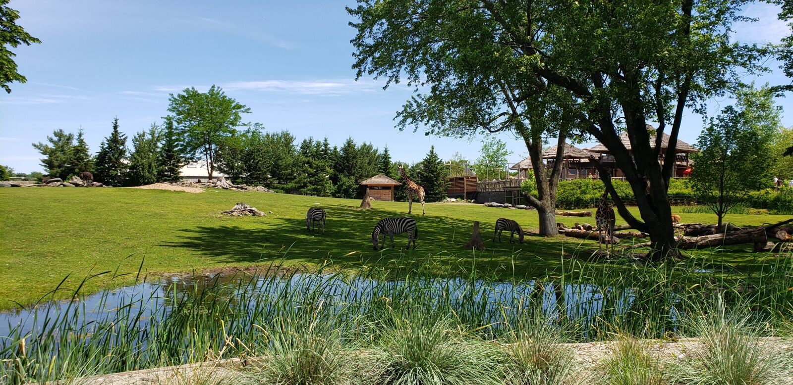 Samsung Galaxy S9+ sample photo. Zoo, zebra, nature photography