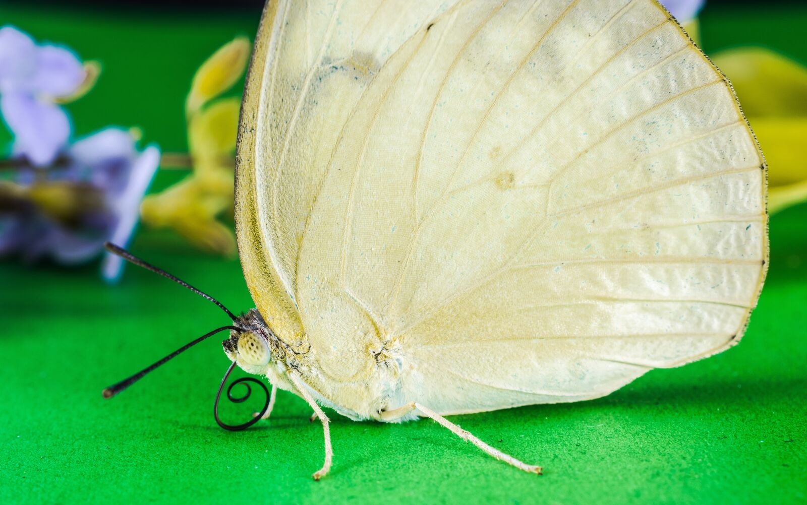 Nikon D5200 sample photo. Butterfly, insect photography