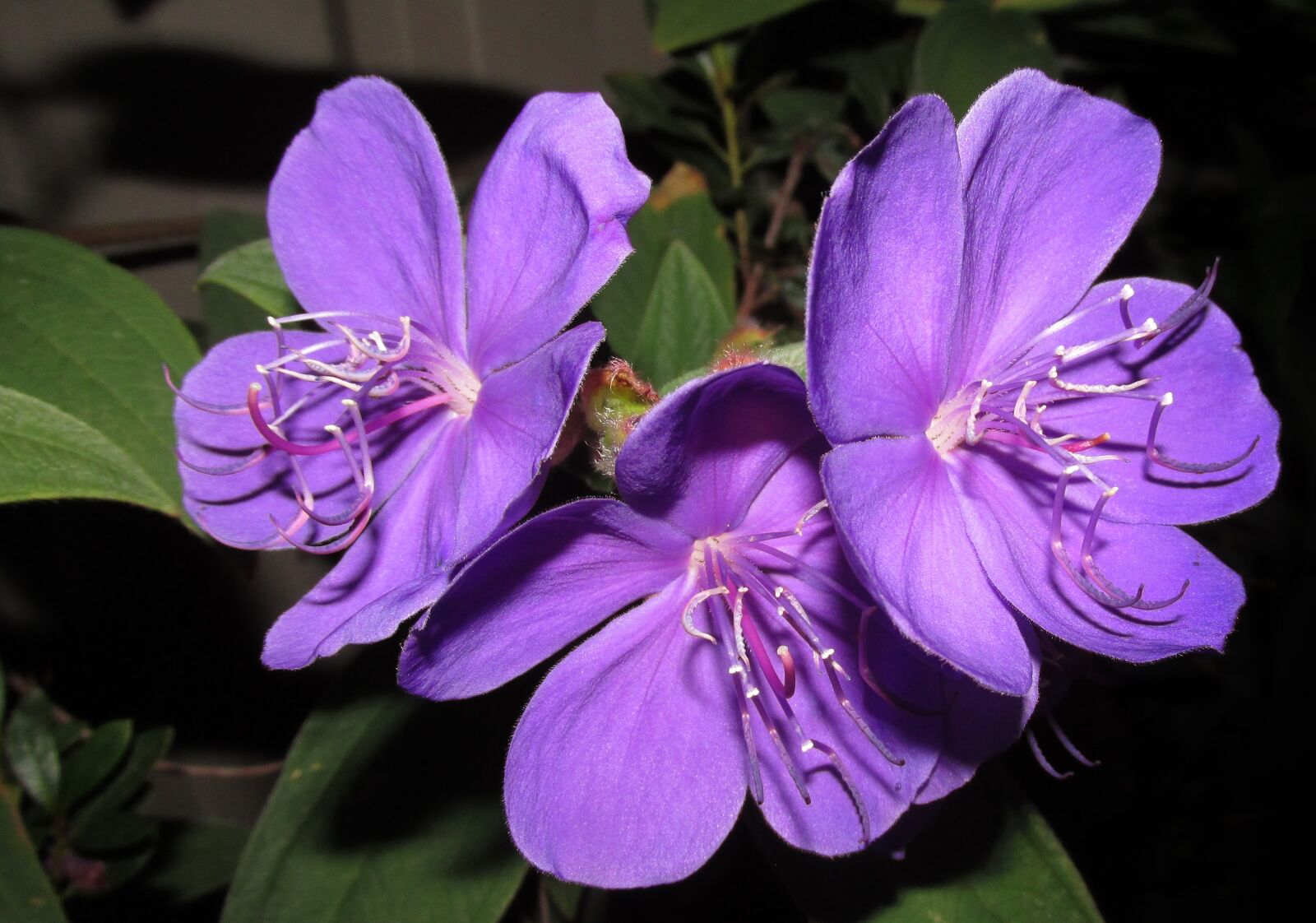 Canon PowerShot SX170 IS sample photo. Flower, purple, tree photography