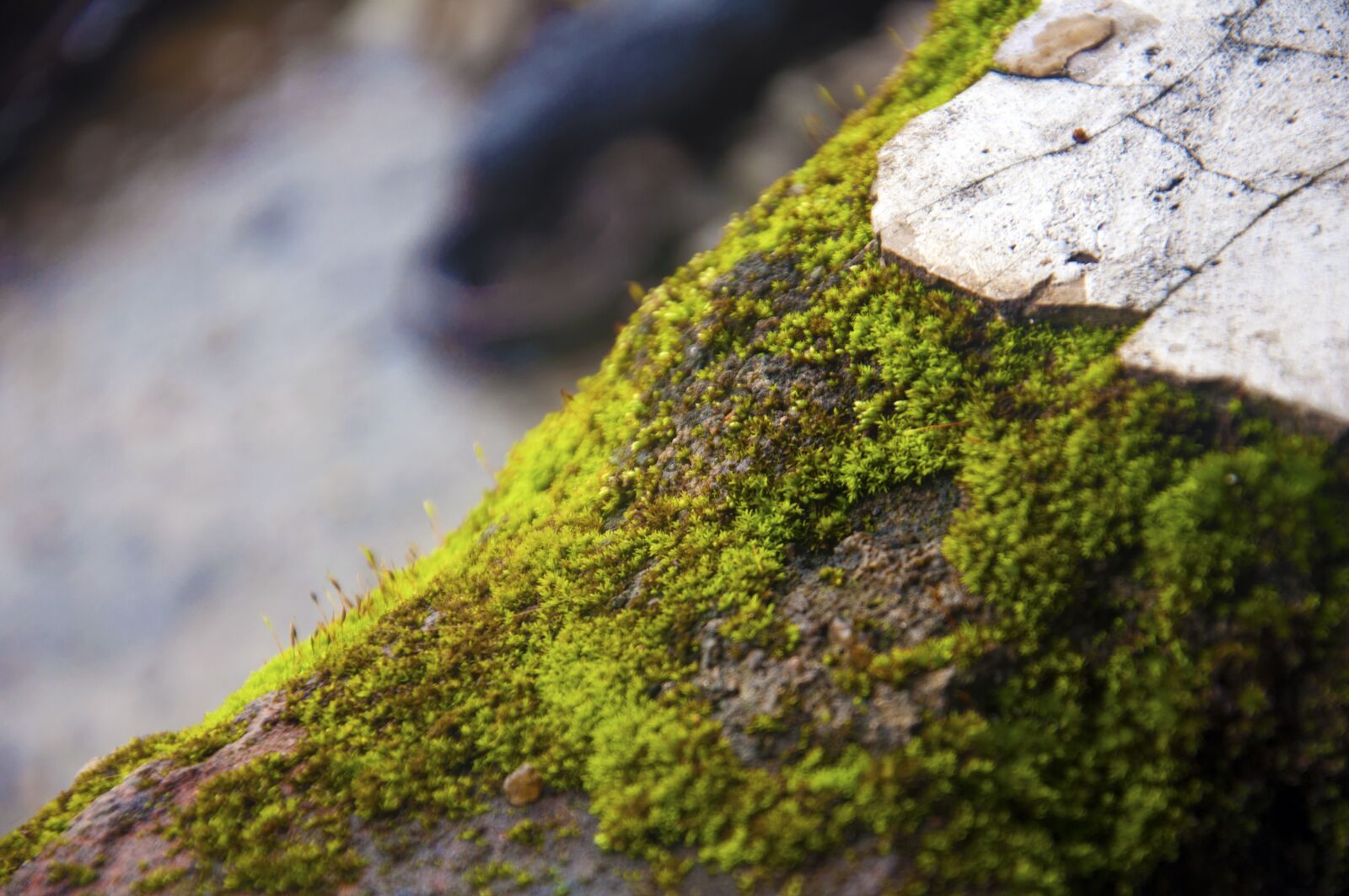 Nikon D90 sample photo. Plant, nature, tree photography