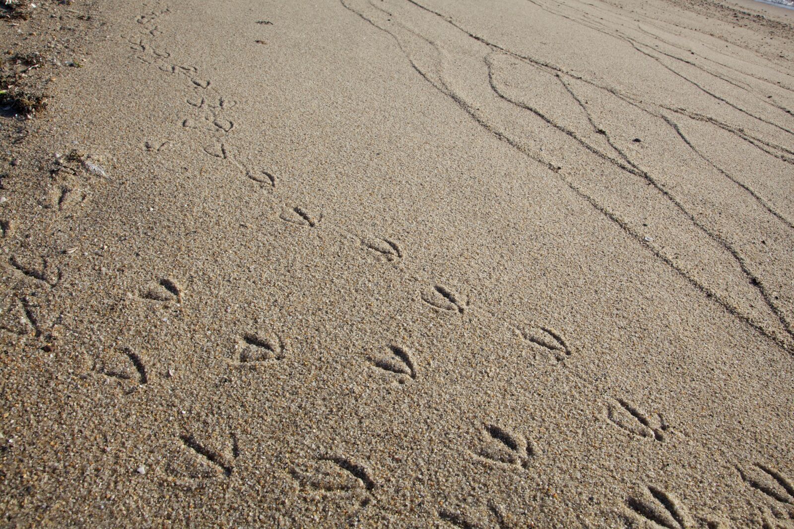 Canon EOS 5D Mark II sample photo. Bird, animal, tracks, sand photography