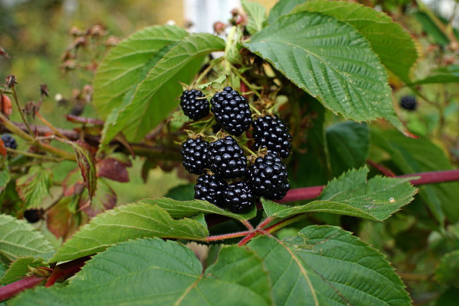 Sigma 30mm F2.8 EX DN sample photo. Blackberries, berries, leaves photography