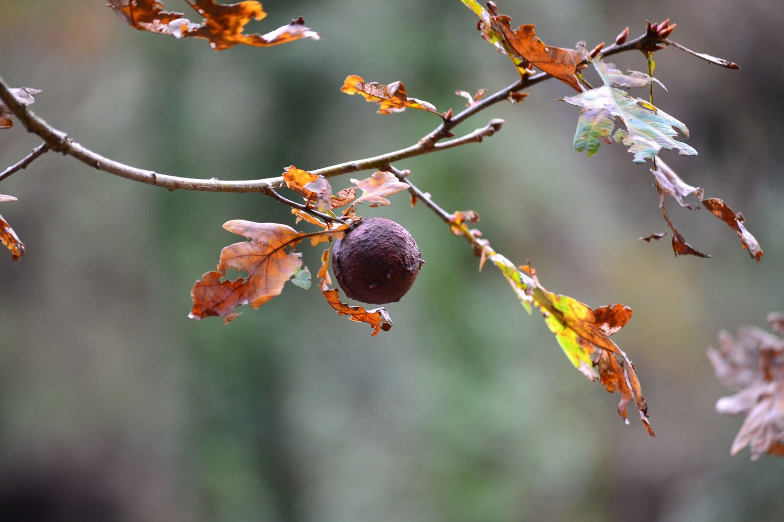 Nikon D3100 sample photo. Fruit, autumn, leaves photography
