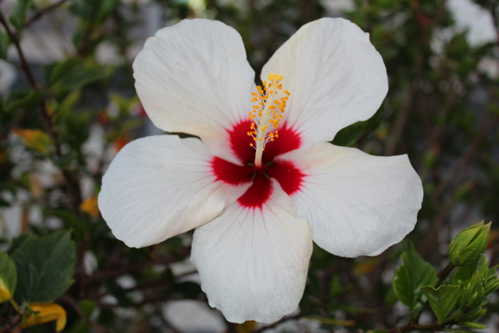 Canon EOS 1300D (EOS Rebel T6 / EOS Kiss X80) sample photo. Flower, blossom, bloom photography