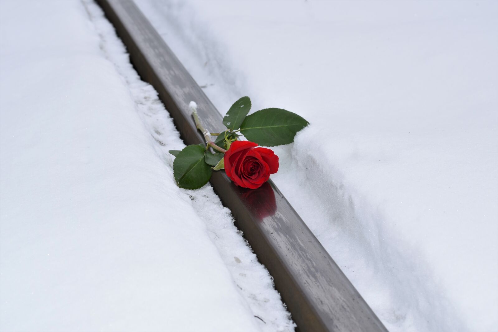 Nikon D5600 sample photo. Red rose in snow photography