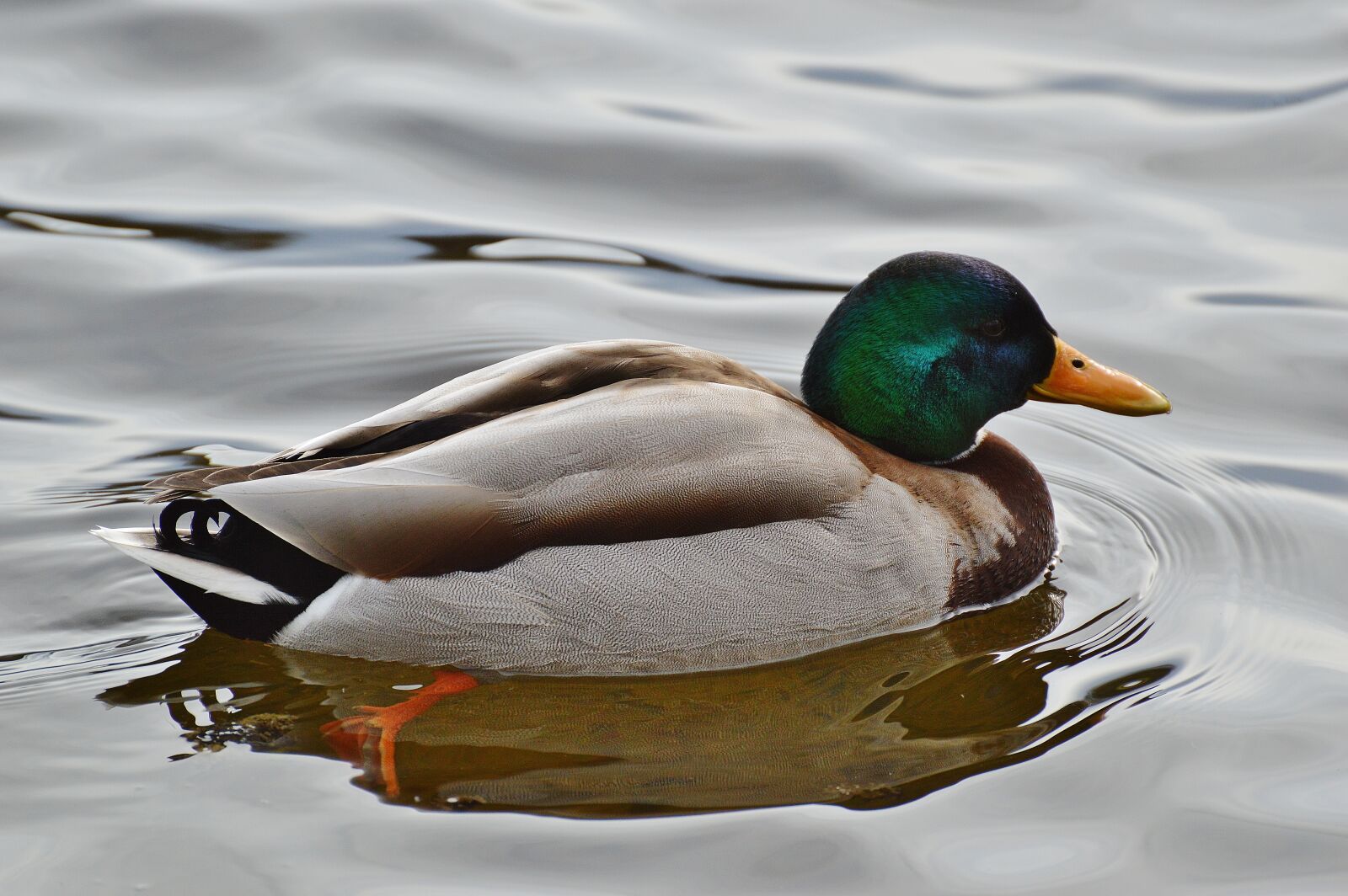 Nikon D3200 sample photo. Duck, water bird, poultry photography
