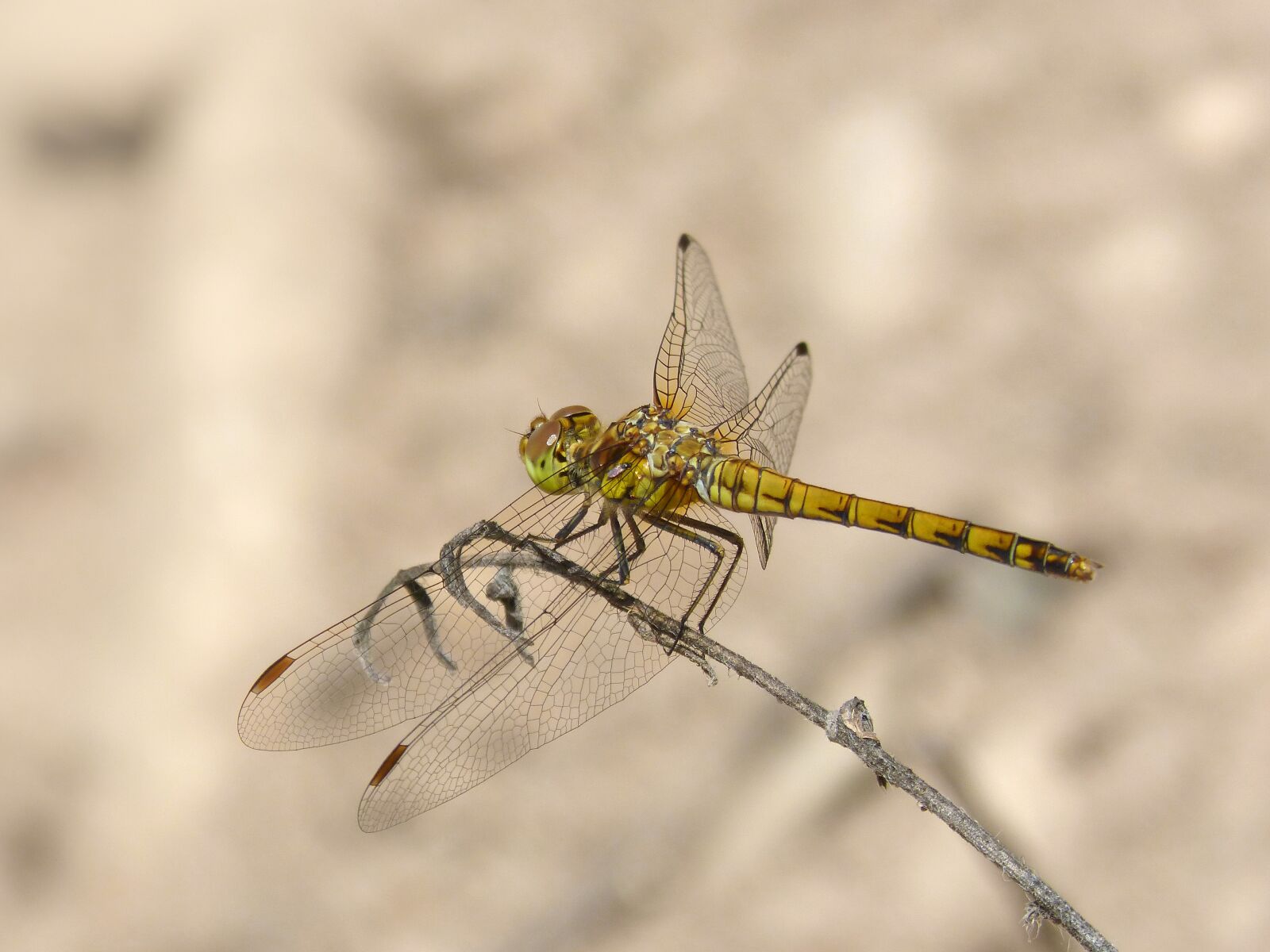 Panasonic DMC-FZ62 sample photo. Dragonfly, yellow dragonfly, branch photography