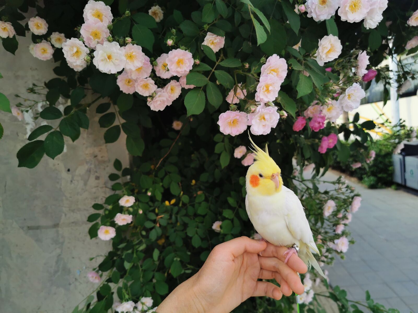 HUAWEI P30 Pro sample photo. Cockatiel, lutino, rose photography