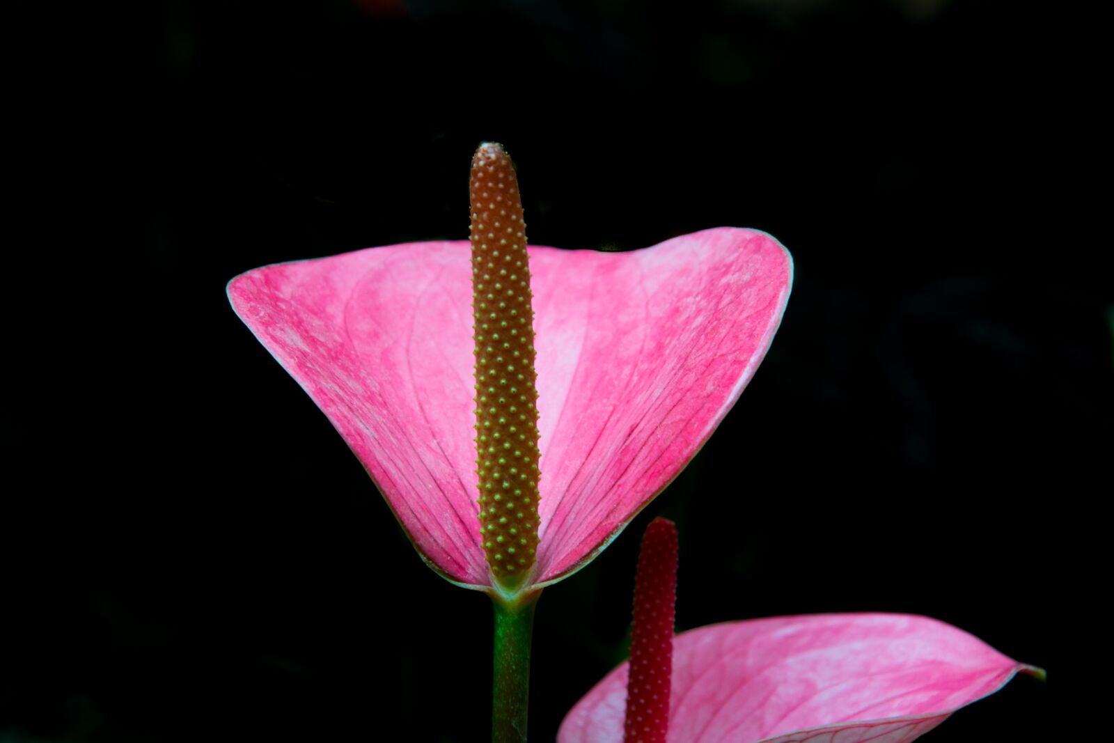 Nikon D5300 sample photo. Flower, nature, flora photography