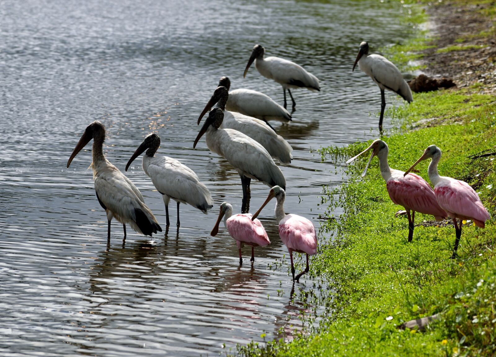Nikon D3300 sample photo. Wood storks, spoonbill, birds photography