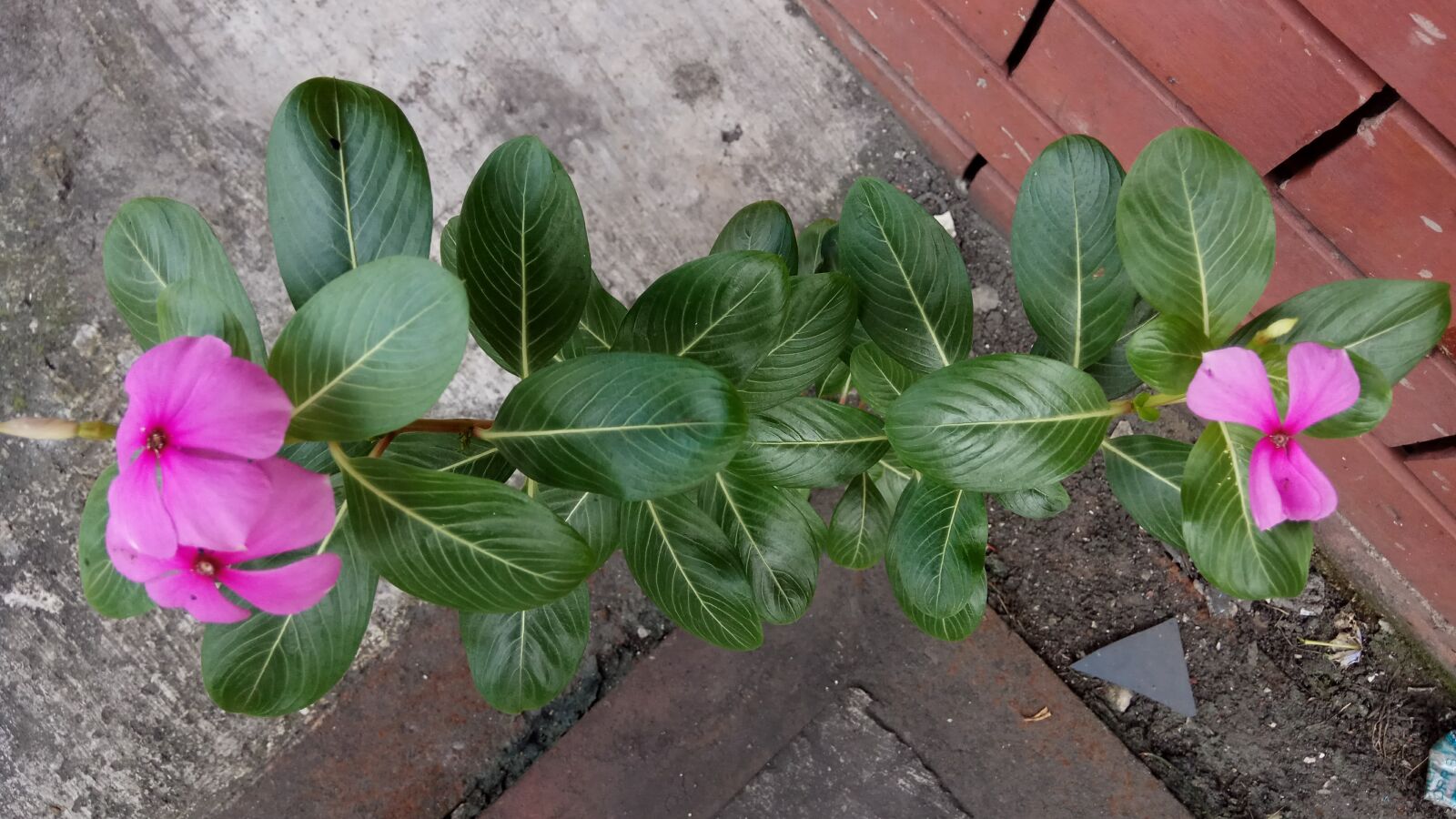 Xiaomi Redmi Note 4 sample photo. Smartphone, photography, wild, flower photography
