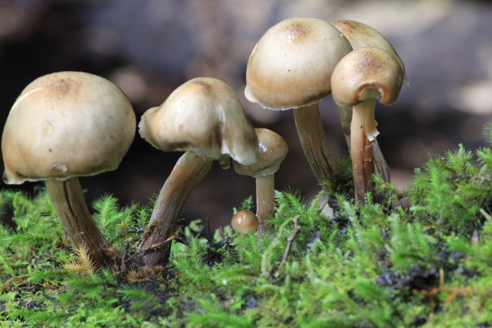 Canon EOS 600D (Rebel EOS T3i / EOS Kiss X5) sample photo. Mushrooms, forest floor, fungus photography