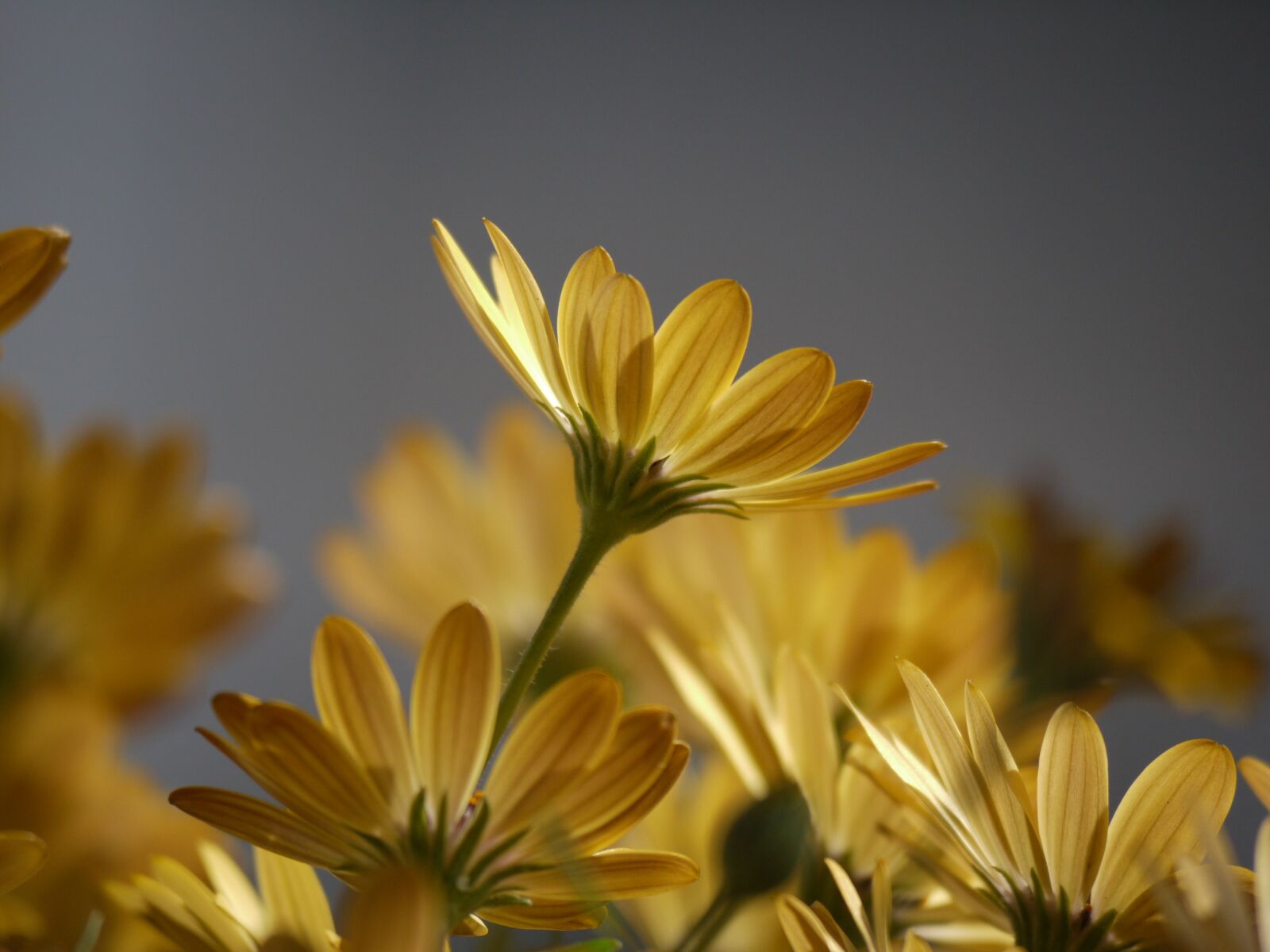 Panasonic Lumix DMC-G1 sample photo. Cape daisies, yellow, orange photography
