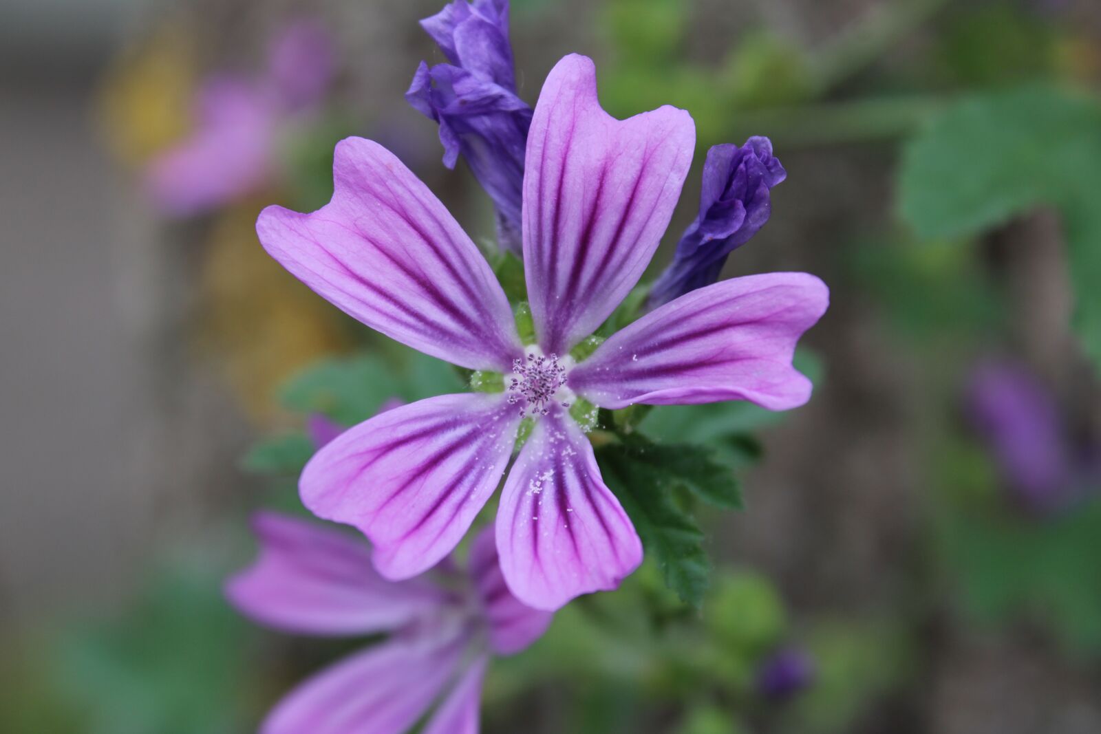 Canon EOS 2000D (EOS Rebel T7 / EOS Kiss X90 / EOS 1500D) sample photo. Flower, bloom, purple photography