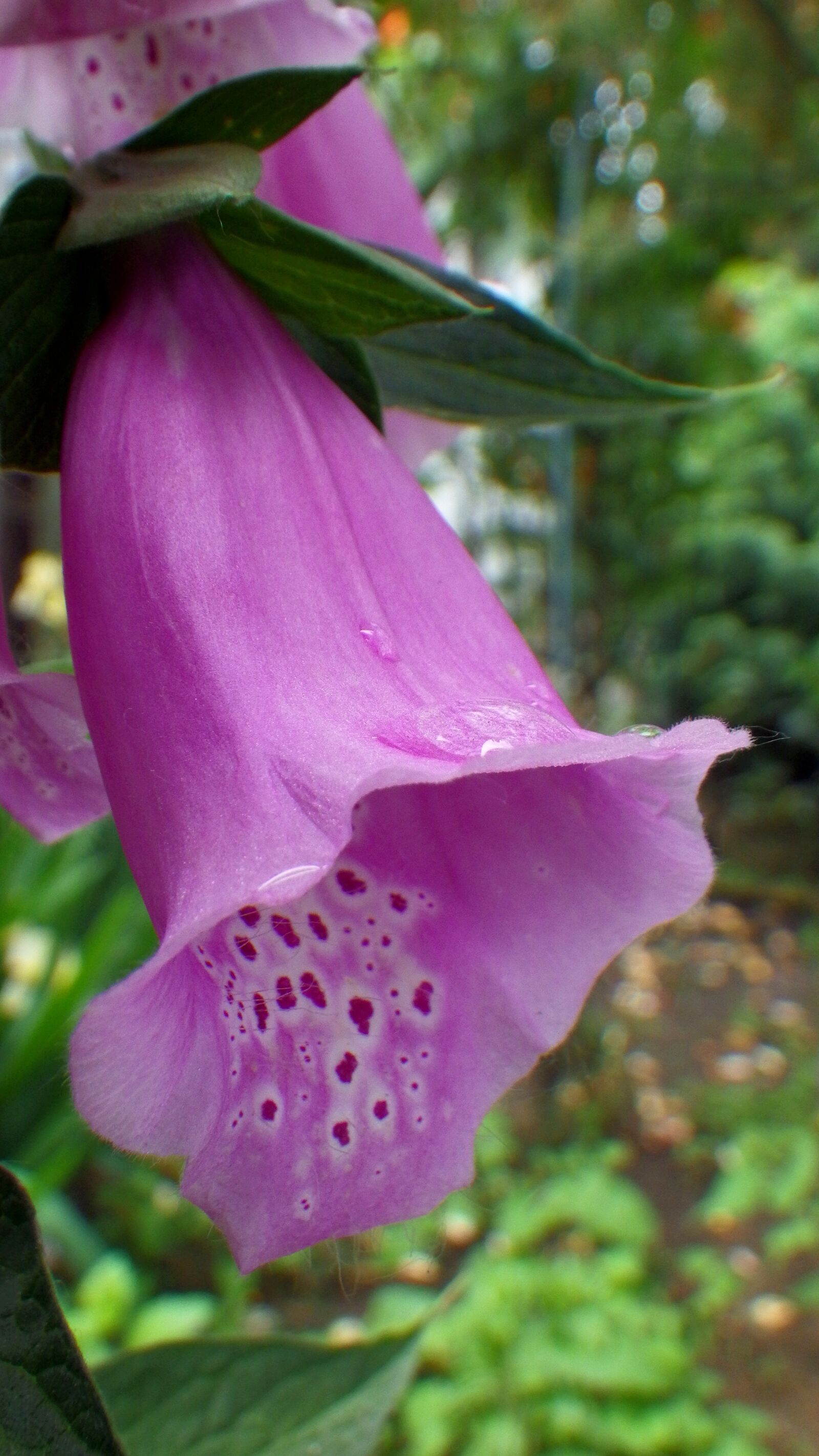 Pentax Optio WG-2 sample photo. Flower, foxglove, purple photography