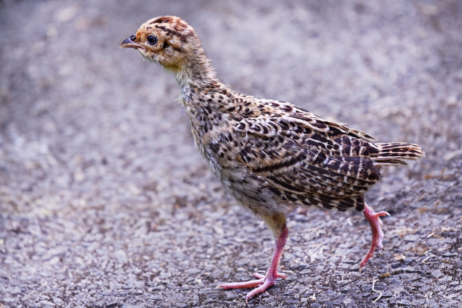 Nikon D750 sample photo. Pheasant chick, pheasant, chick photography