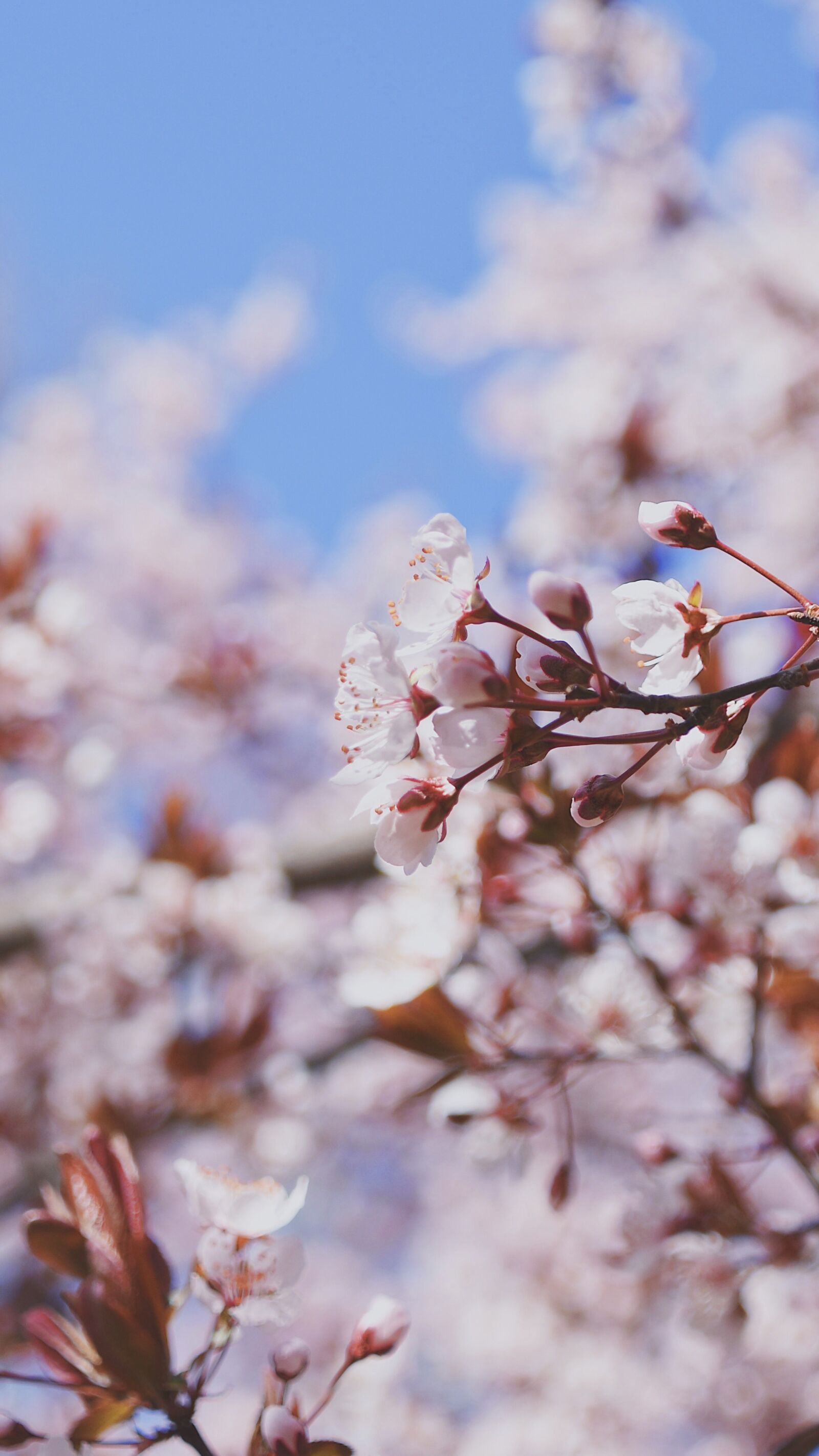 Nikon D7200 sample photo. Cherry blossom, petal, spring photography