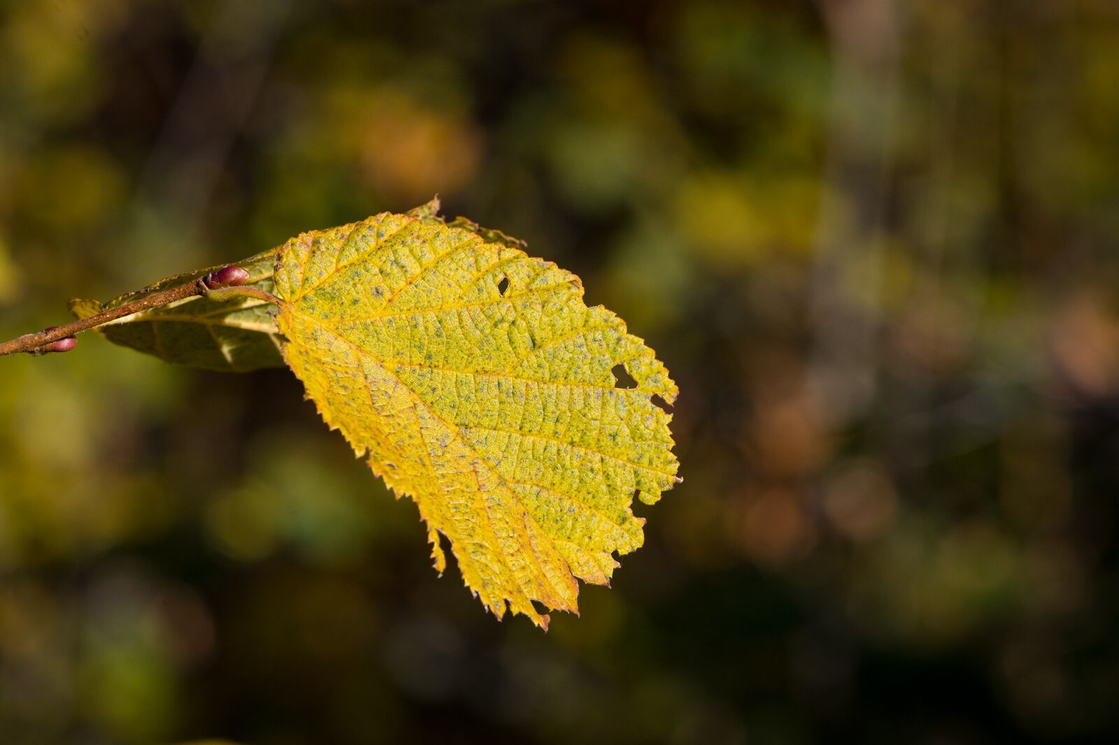 Nikon D7100 sample photo. Leaf, hazelnut leaf, autumn photography