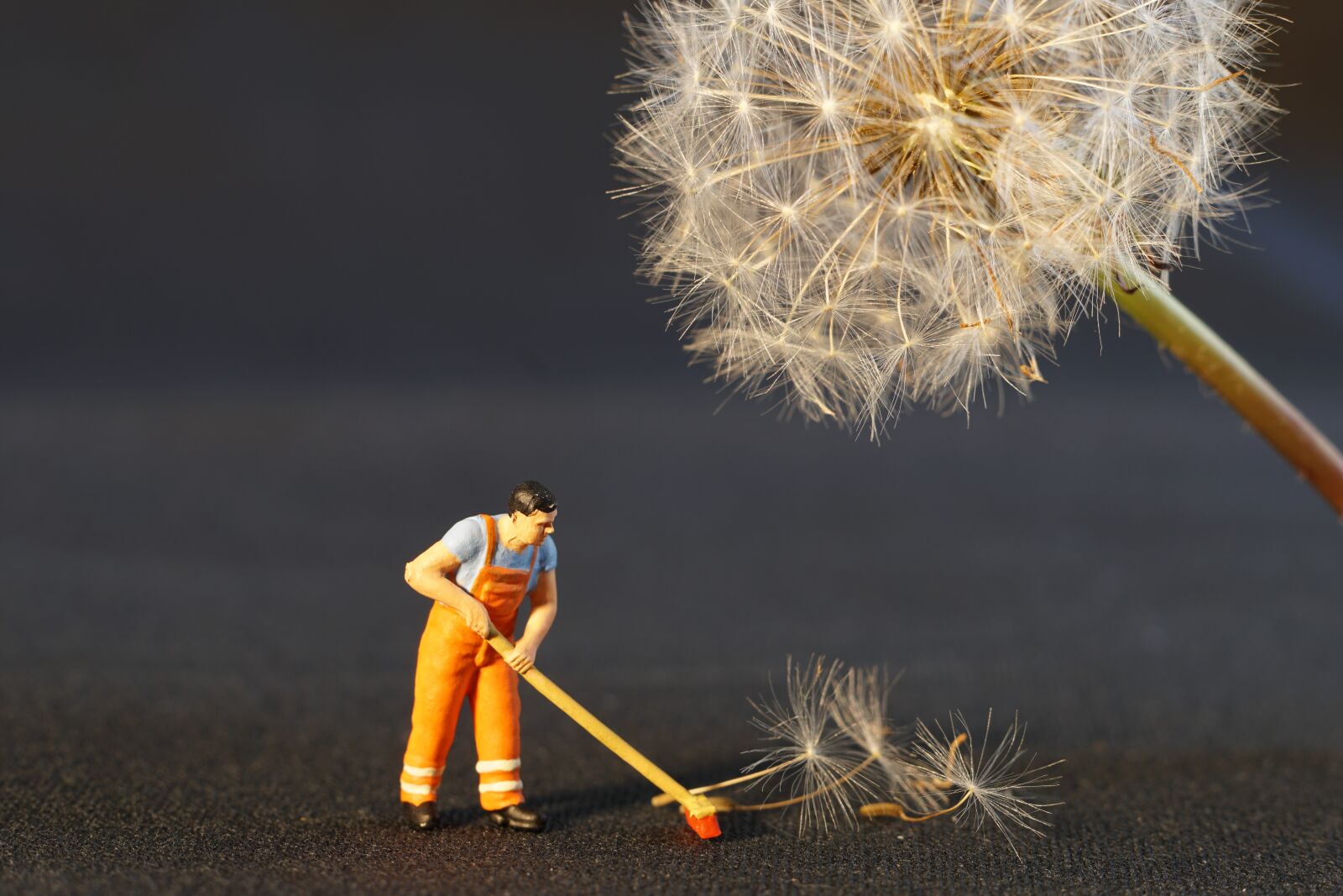 Sony a6300 + E 50mm F1.8 OSS sample photo. Flower, dandelion, odkvitnutá dandelion photography