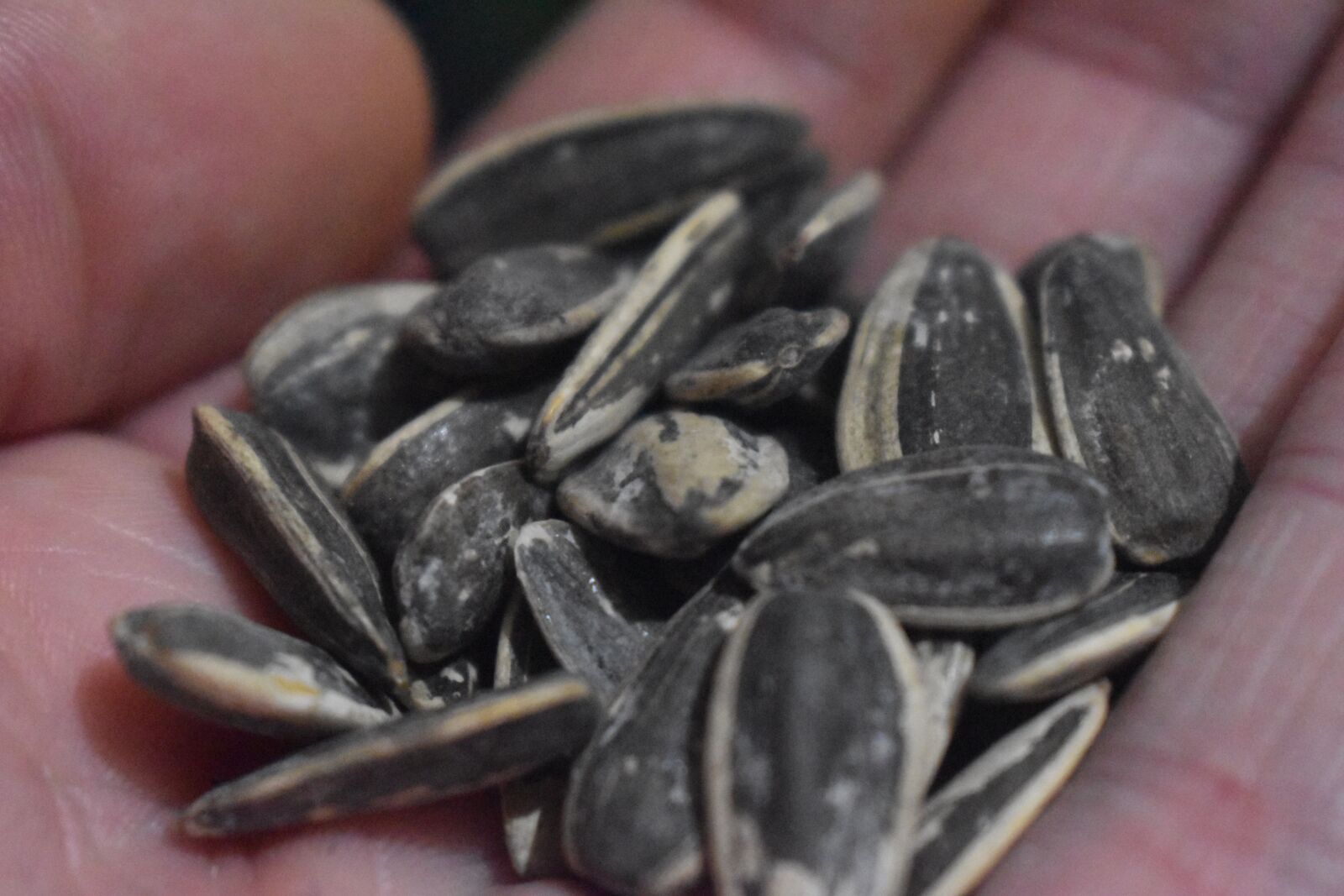Nikon D3500 sample photo. Sunflower seeds, seed, seeds photography
