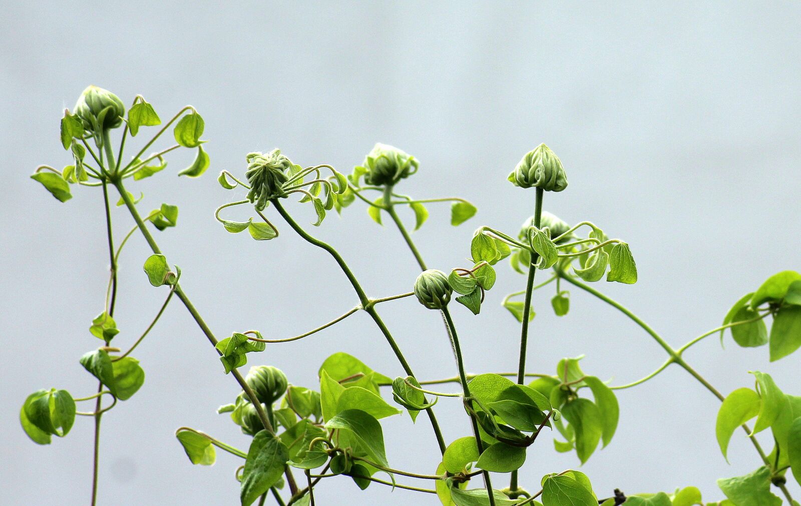 Canon EOS 1200D (EOS Rebel T5 / EOS Kiss X70 / EOS Hi) sample photo. Clematis, the buds, boost photography