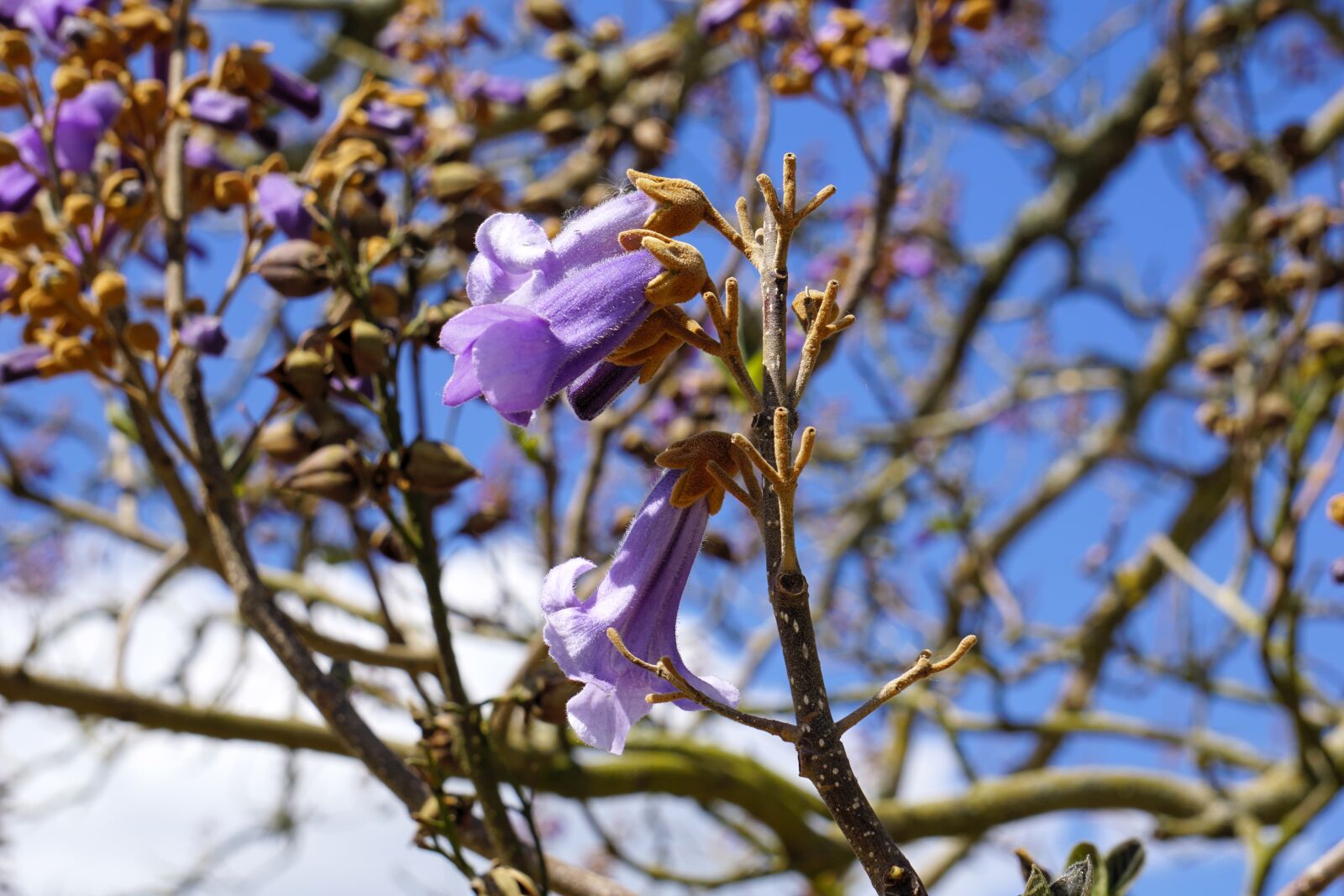 Sony E 55-210mm F4.5-6.3 OSS sample photo. Tree, nature, flower photography