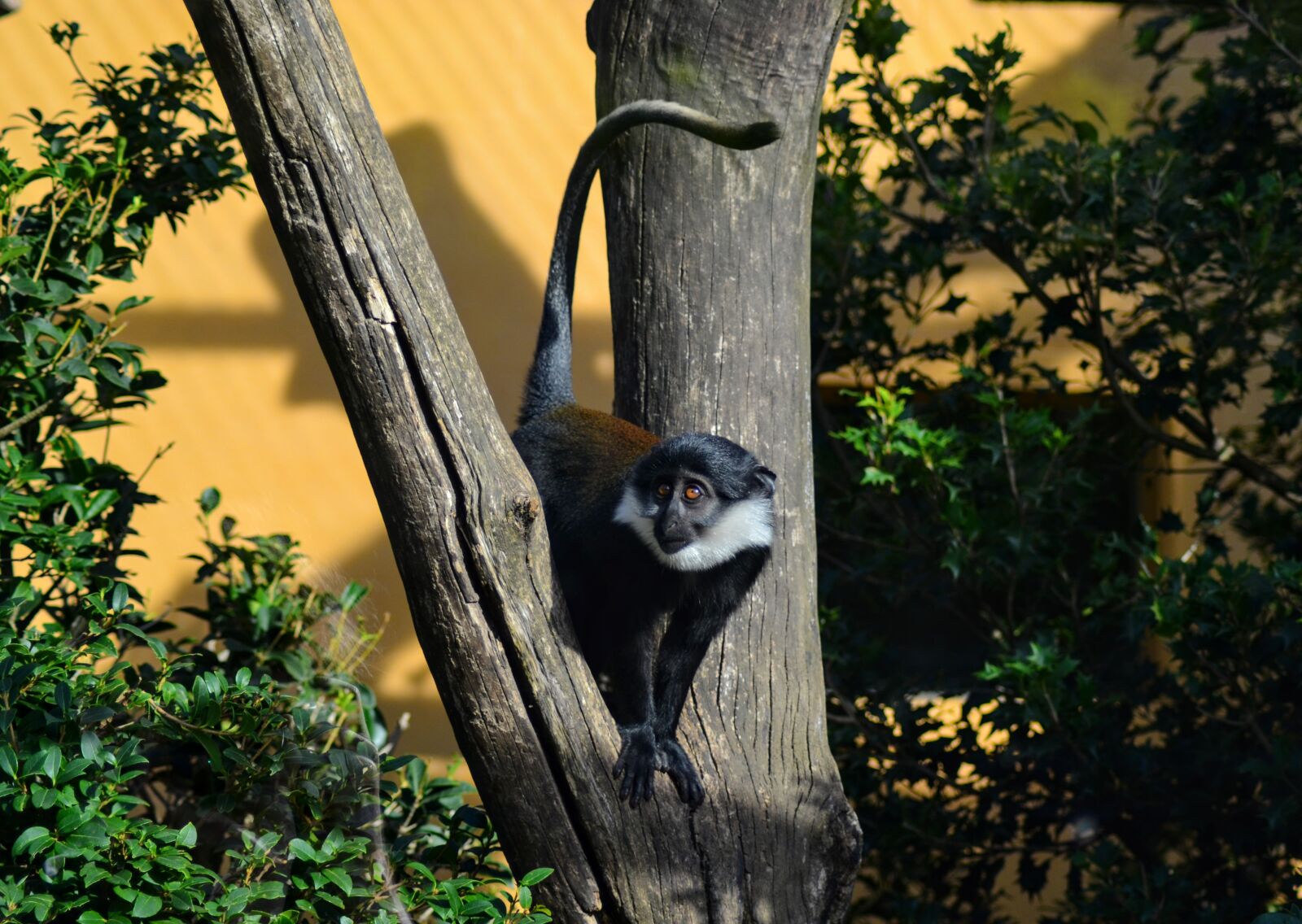 Nikon D3100 sample photo. Monkey, mammals, primate photography