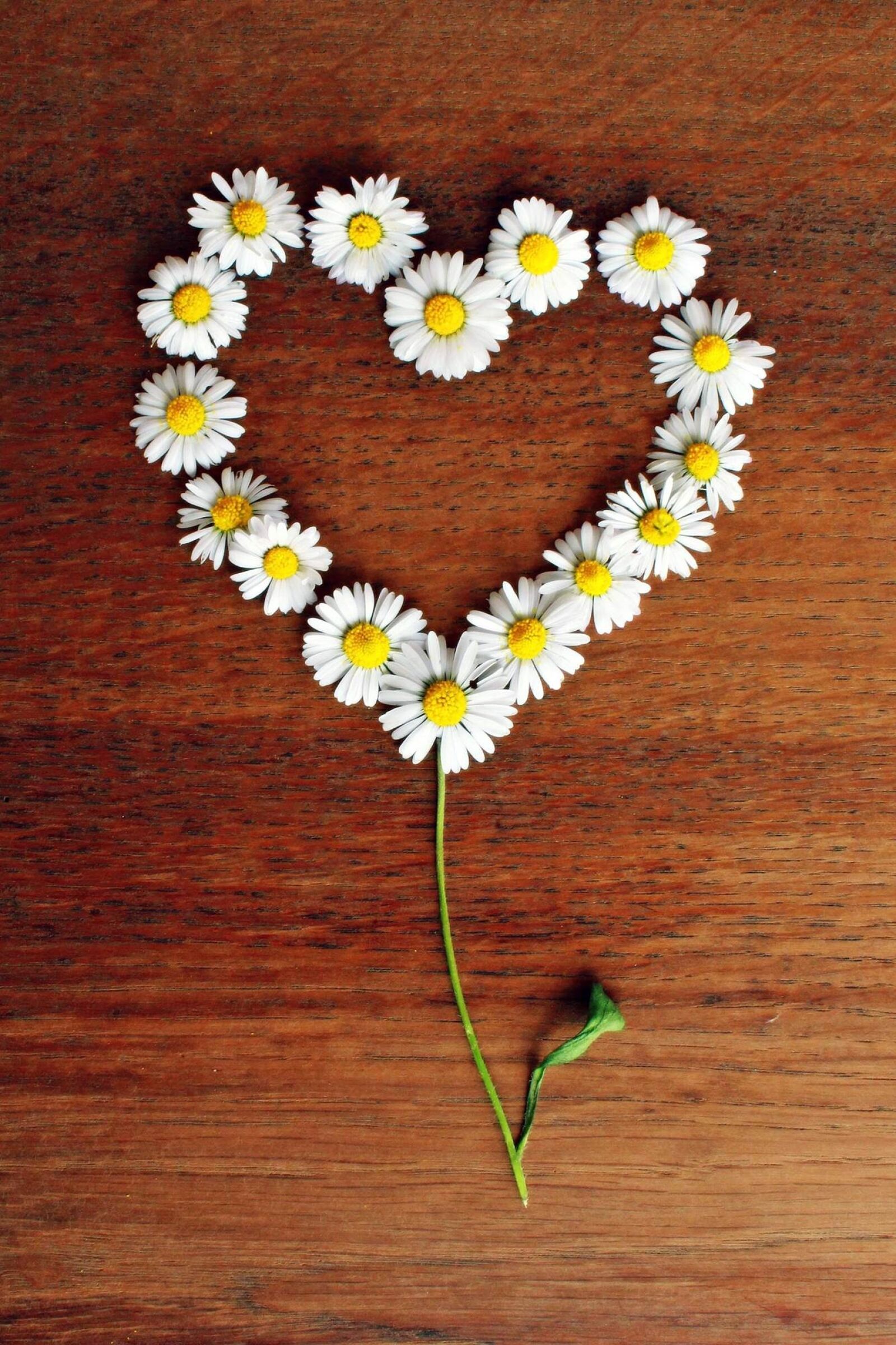Canon EOS 1200D (EOS Rebel T5 / EOS Kiss X70 / EOS Hi) sample photo. Daisy, heart, daisy heart photography