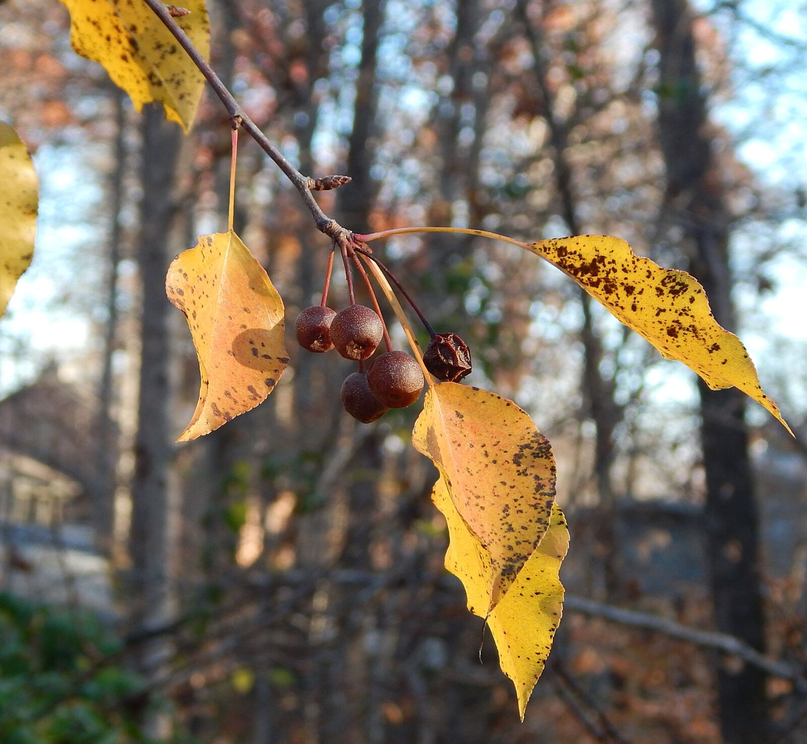 Nikon Coolpix L830 sample photo. Remnant cherries, fall, autumn photography