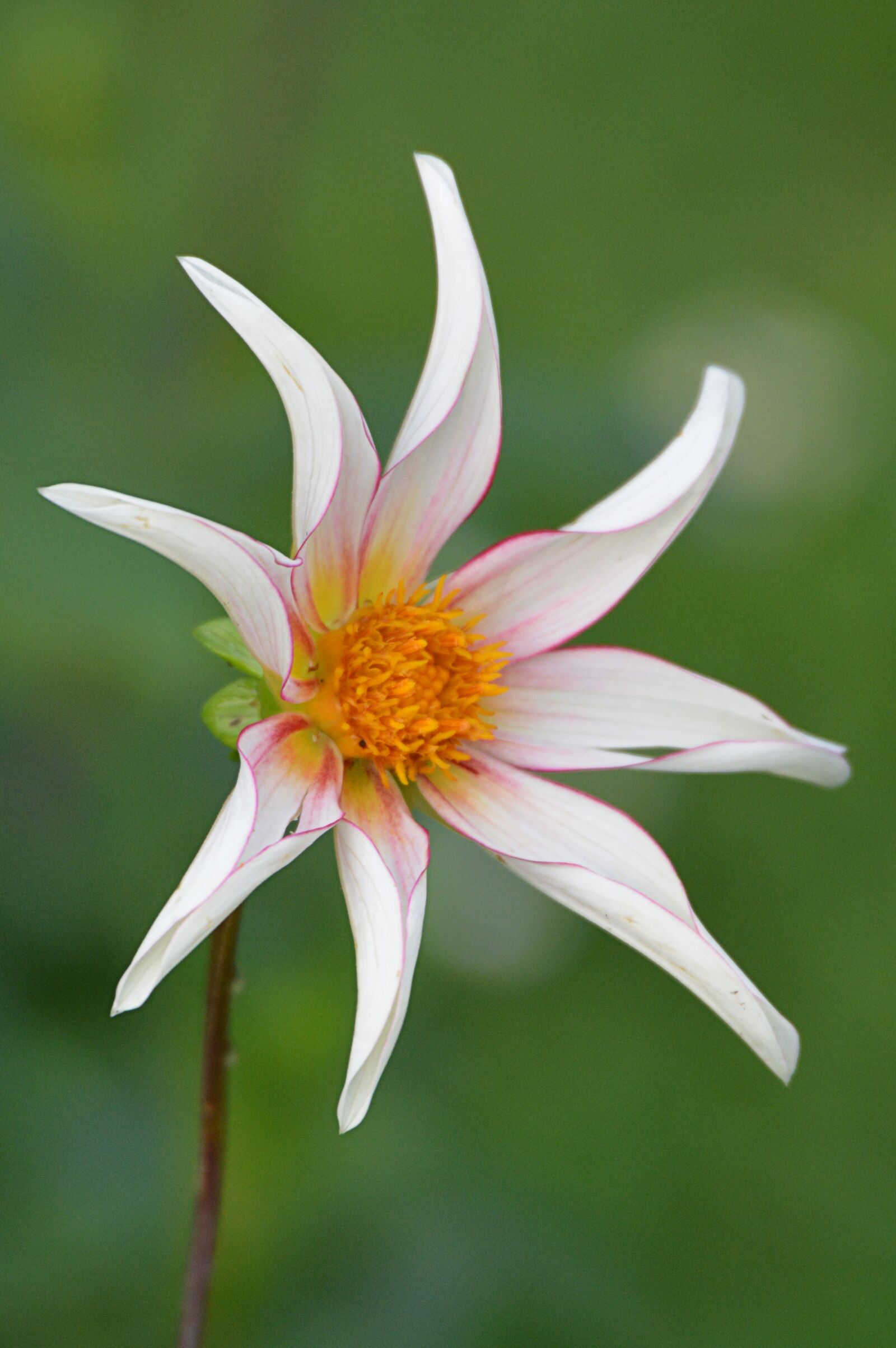 Nikon D5200 sample photo. Flower, nature, dahlia photography