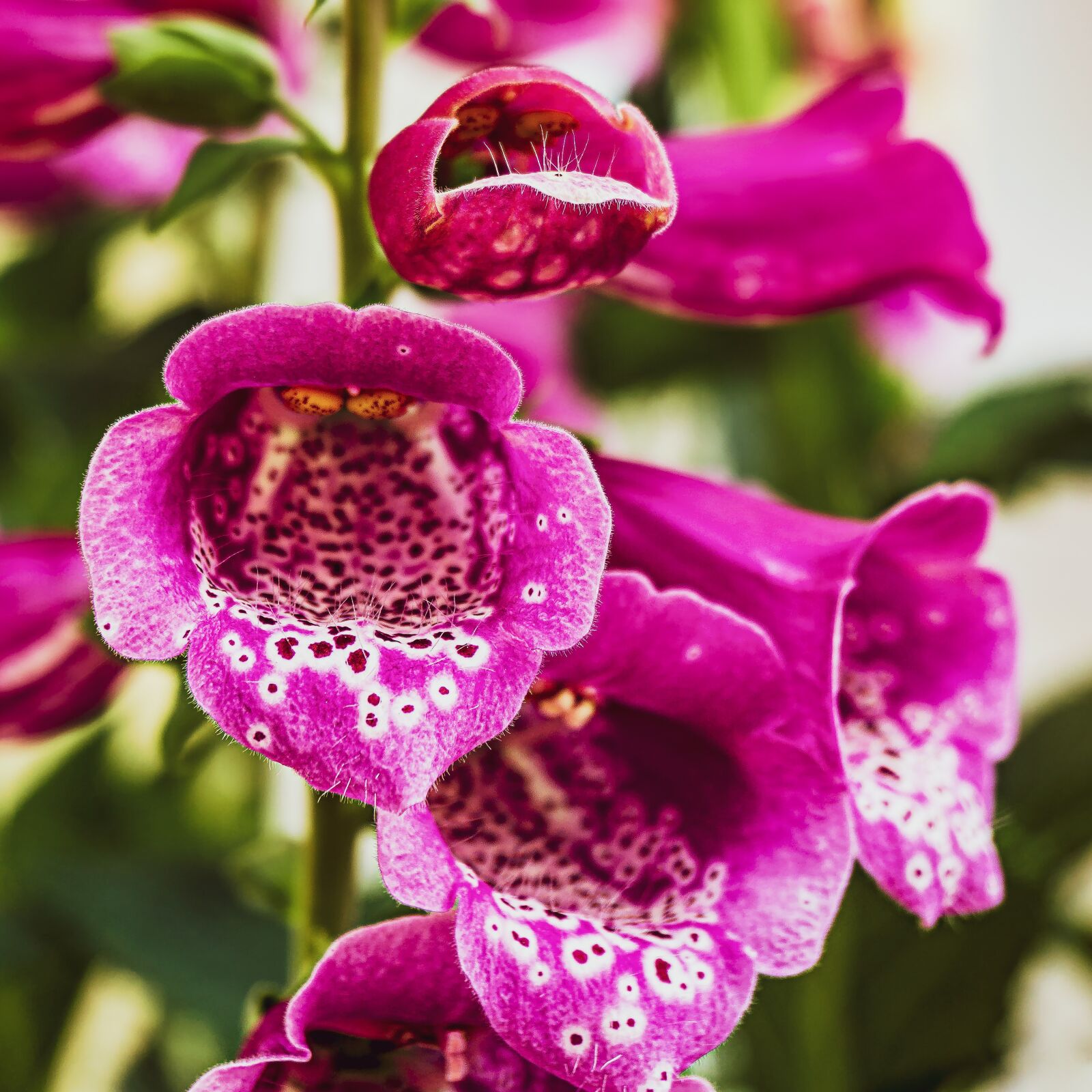 Sony a6000 sample photo. Flowers, nature, summer photography