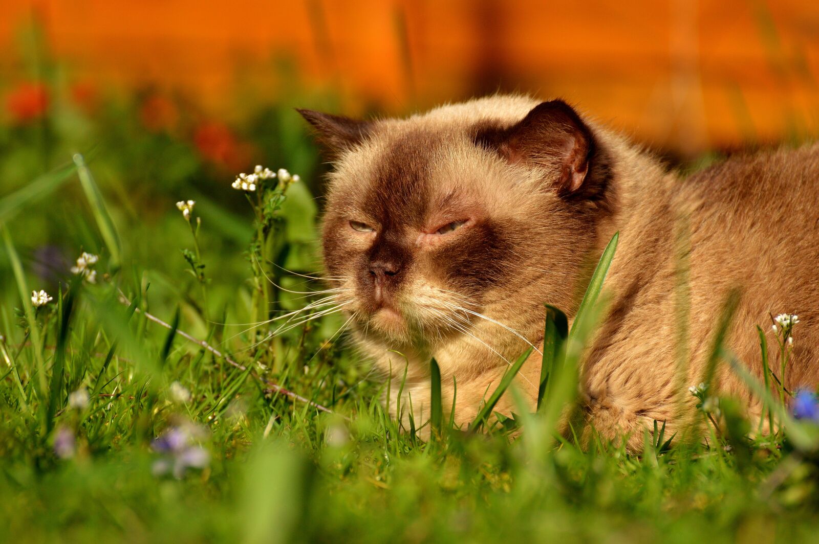 Nikon D3200 sample photo. British shorthair, cat, cute photography
