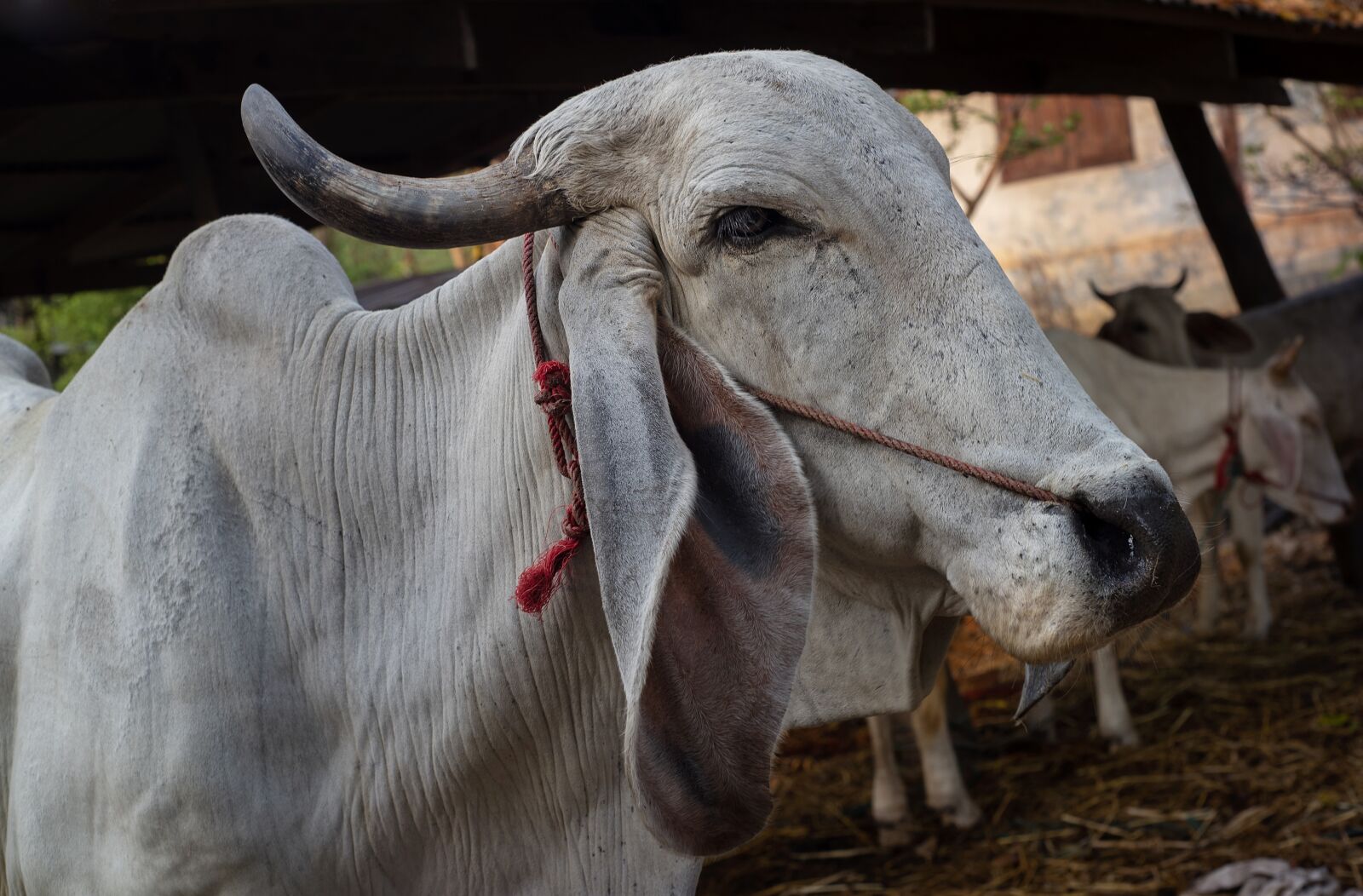 Nikon D750 sample photo. Cow, farm, farming photography