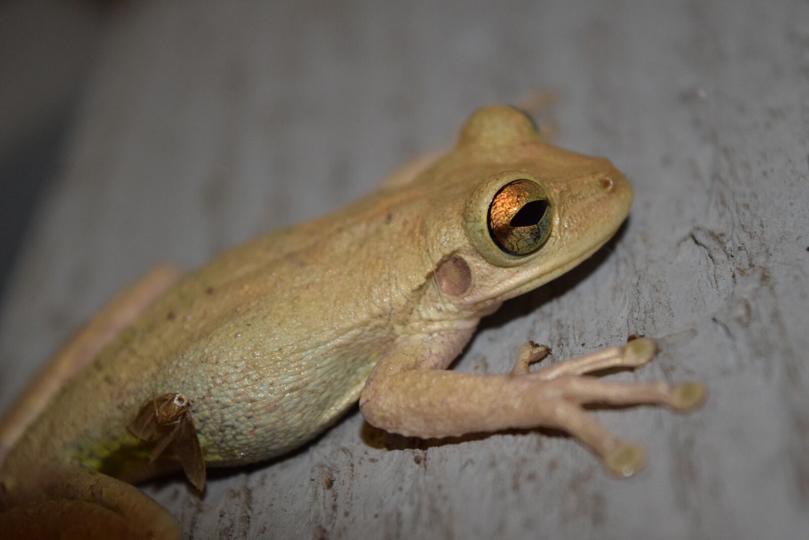 Nikon D3300 sample photo. Cuban, tree, frog photography
