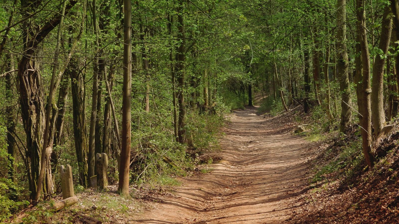 Nikon Coolpix P610 sample photo. Path, forest, the path photography