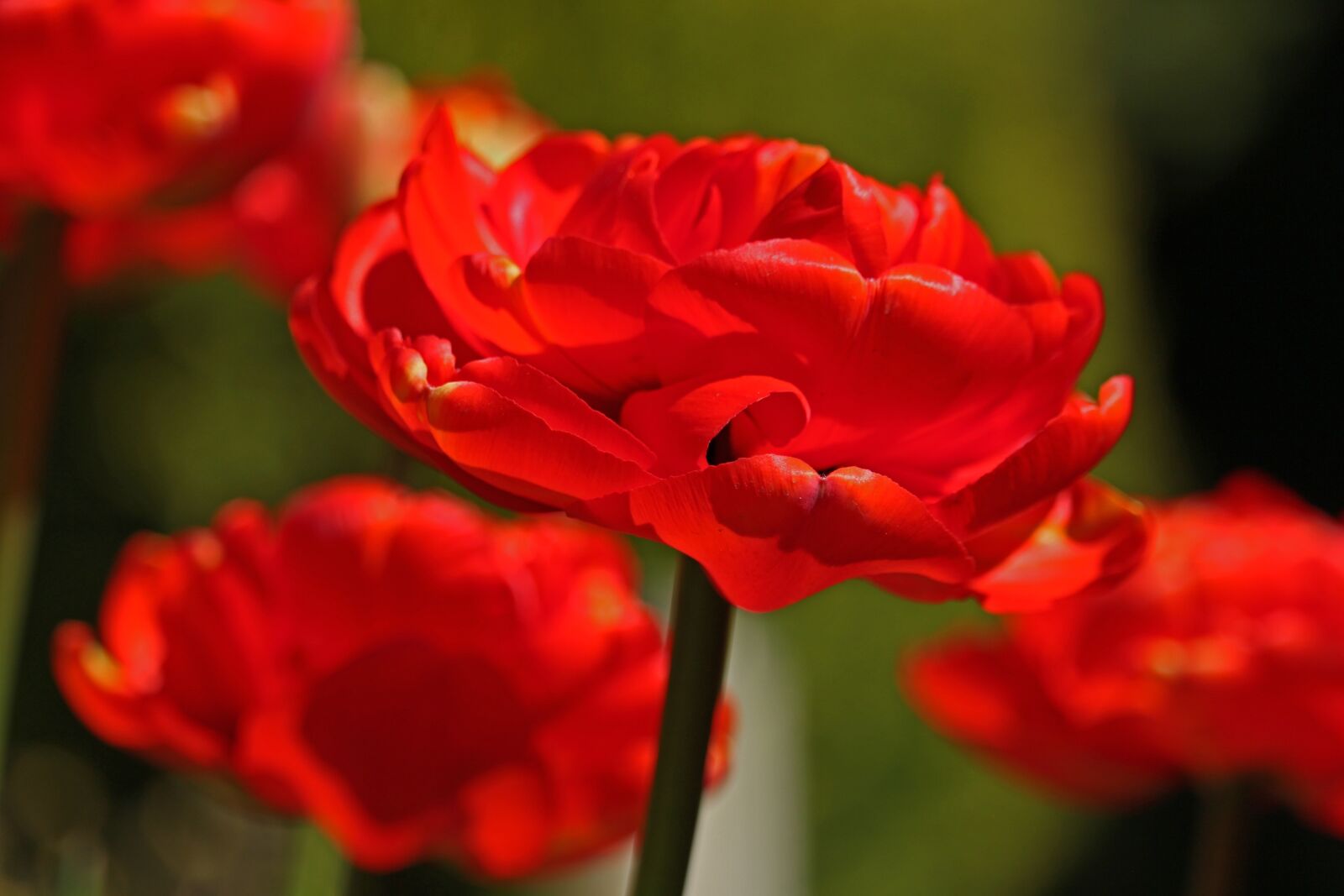 Canon EF-S 55-250mm F4-5.6 IS STM sample photo. Red tulips, roses tulips photography